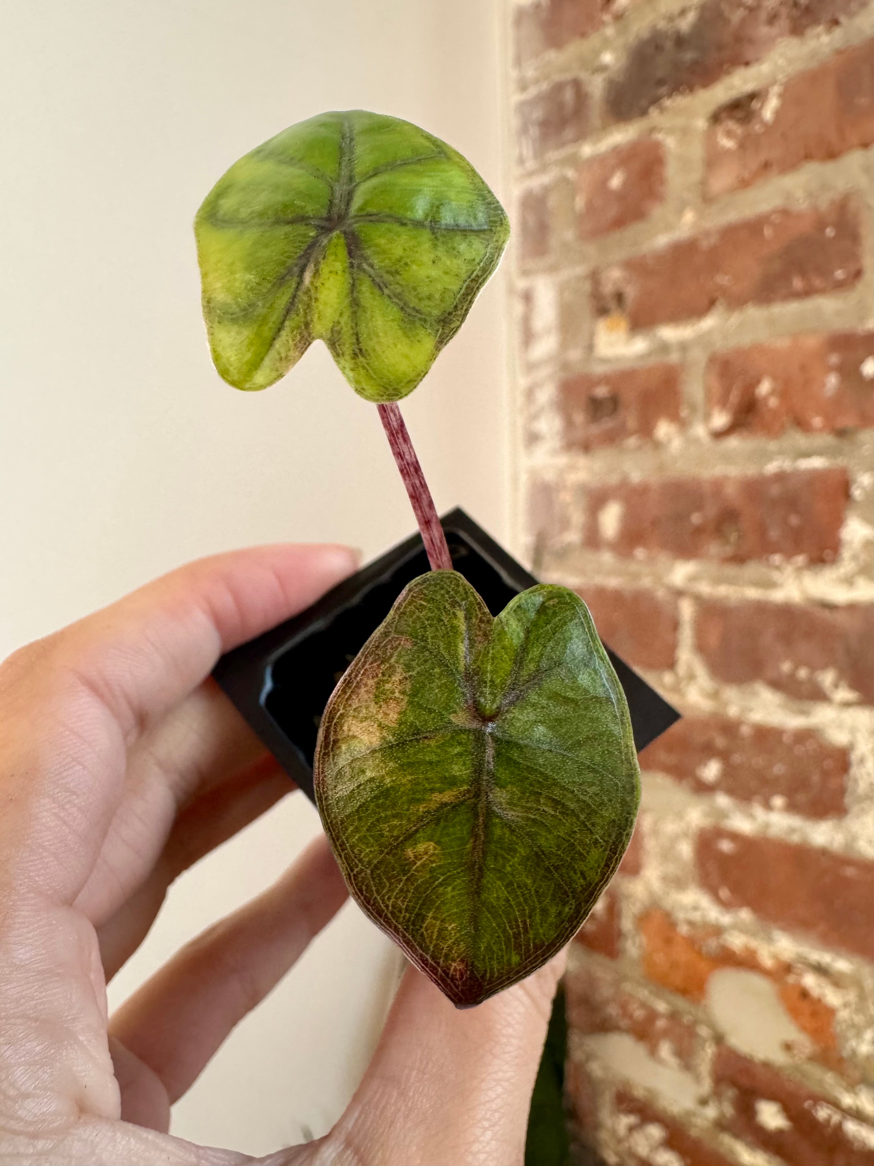 Alocasia Yucatan Princess Aurea 8674