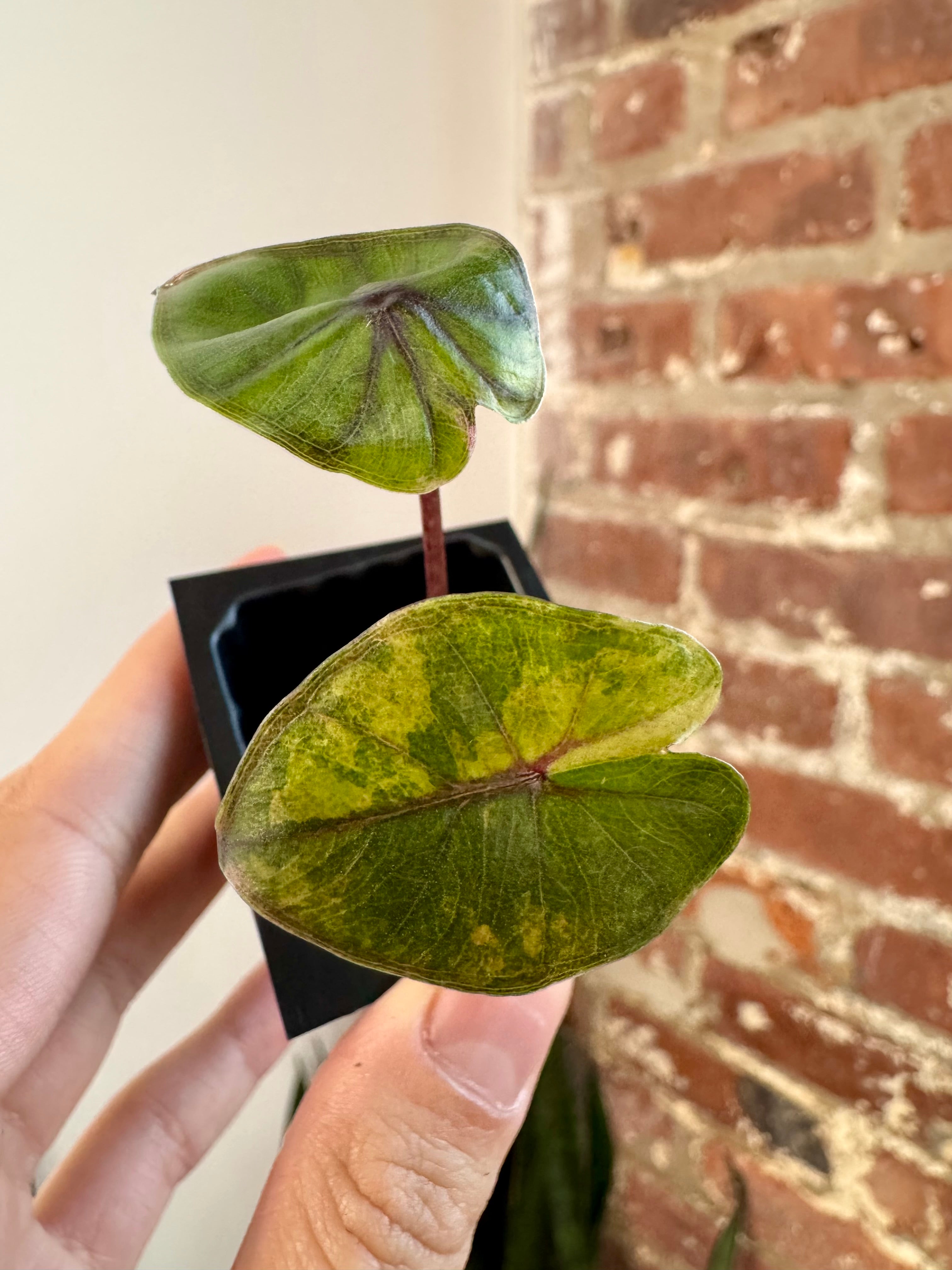 Alocasia Yucatan Princess Aurea 8675