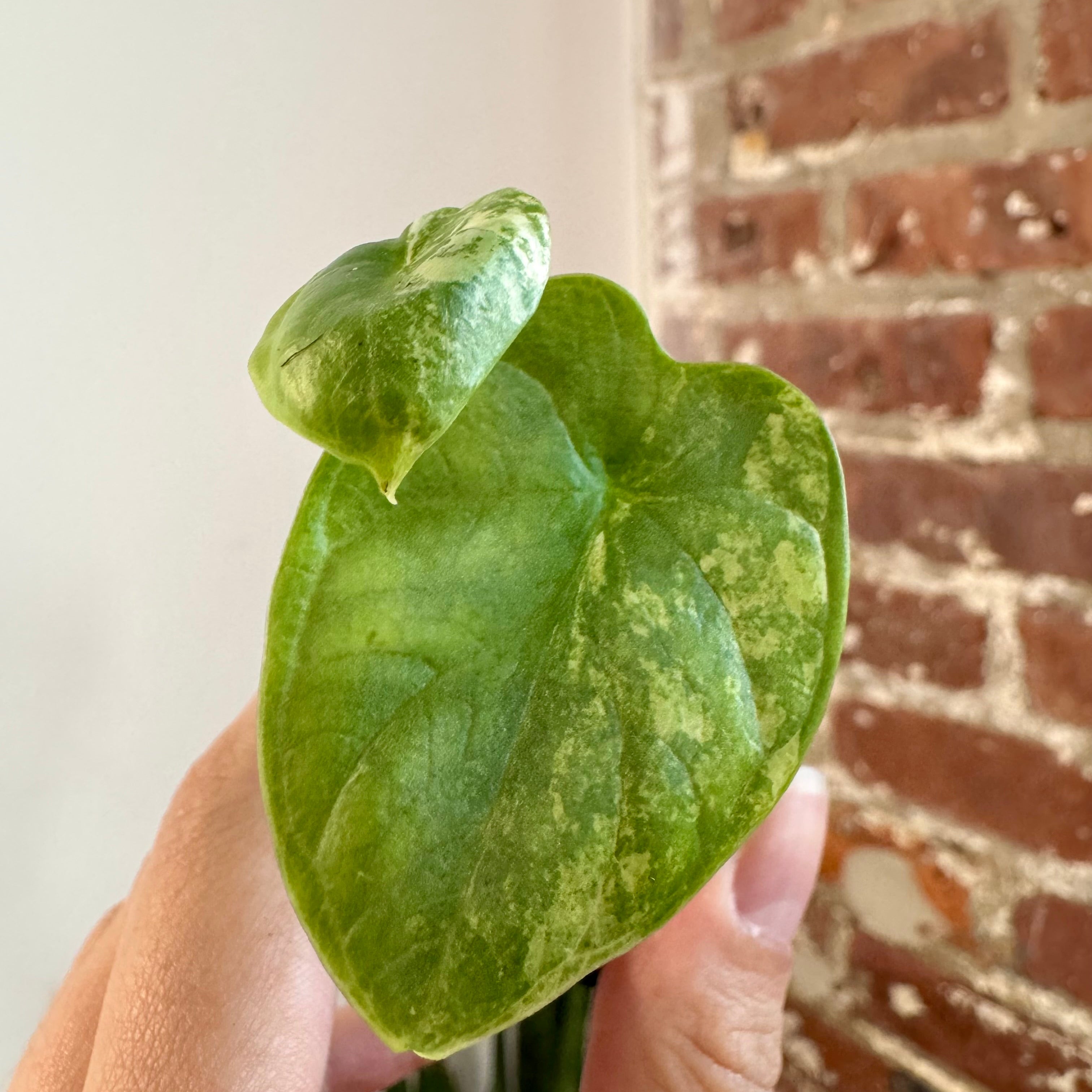 Alocasia Silver Dragon Aurea 8756