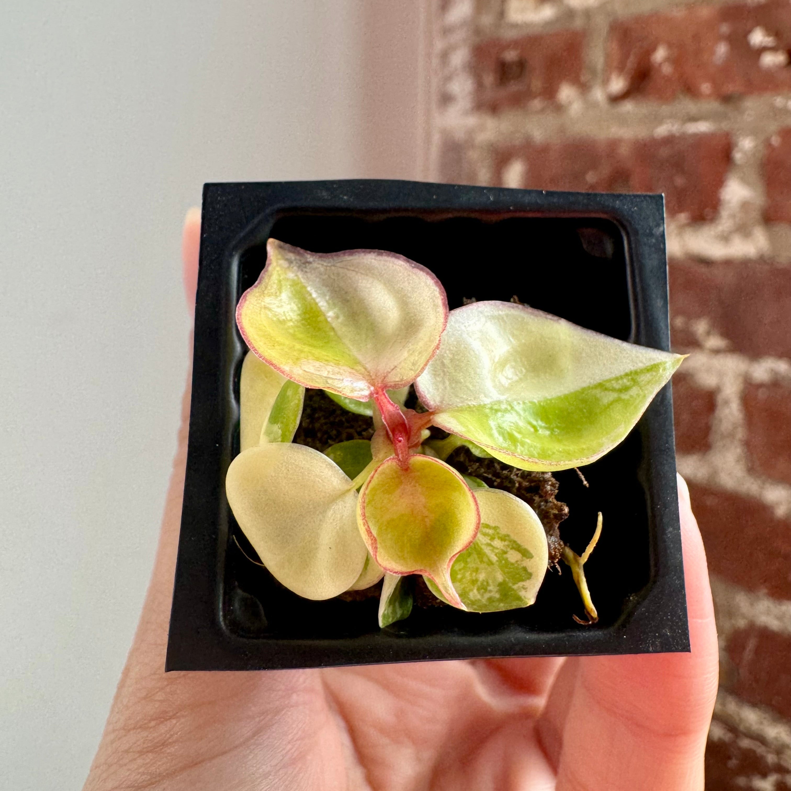Philodendron Billietiae Var. 8763