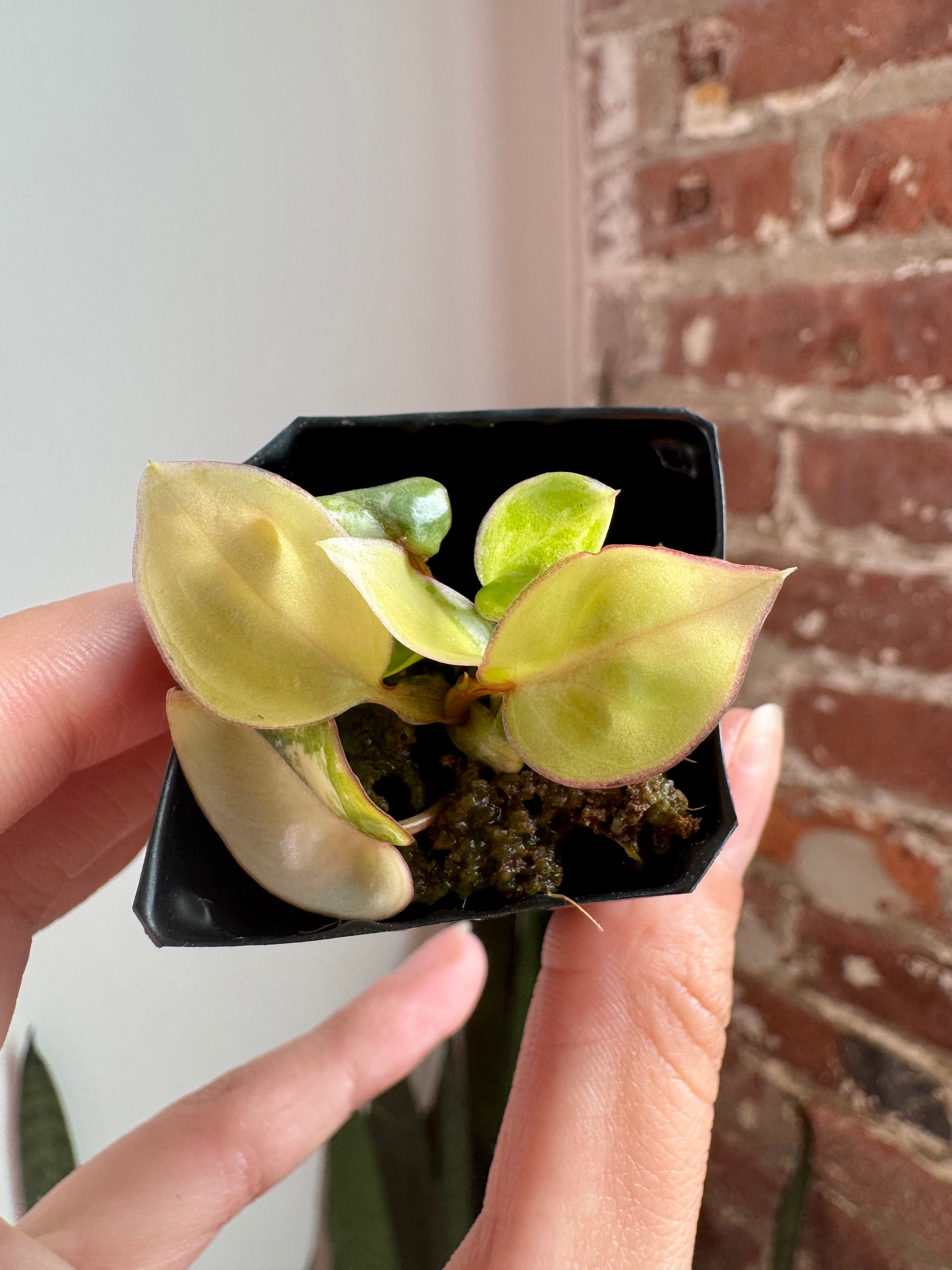 Philodendron Billietiae Var. 8765
