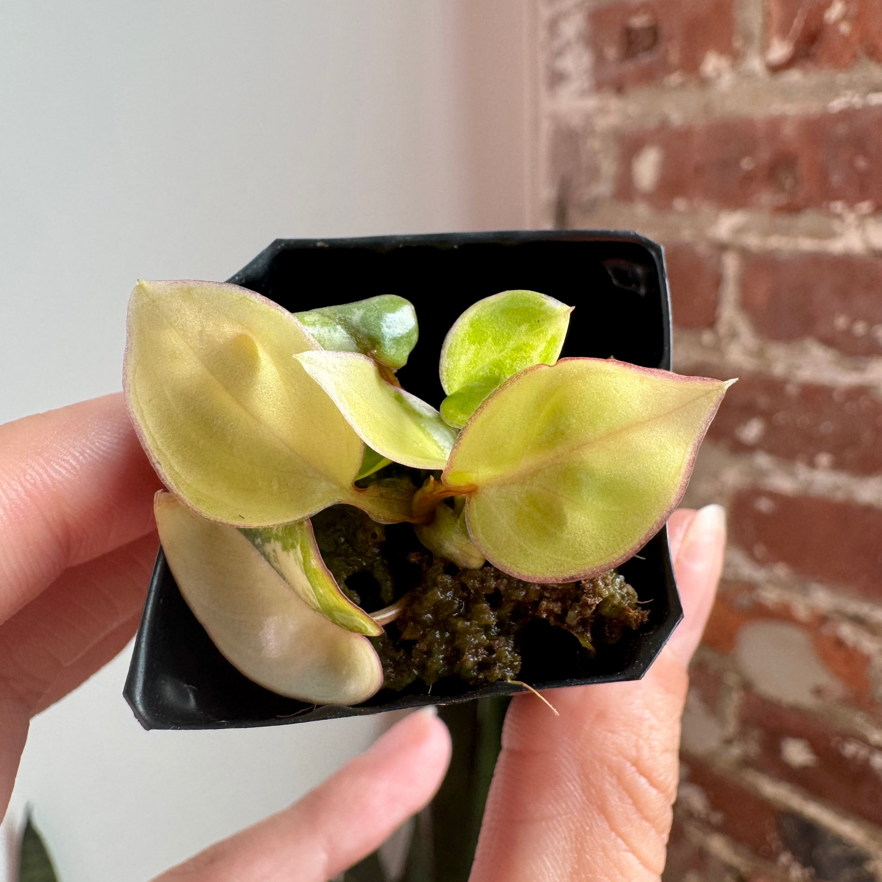 Philodendron Billietiae Var. 8765