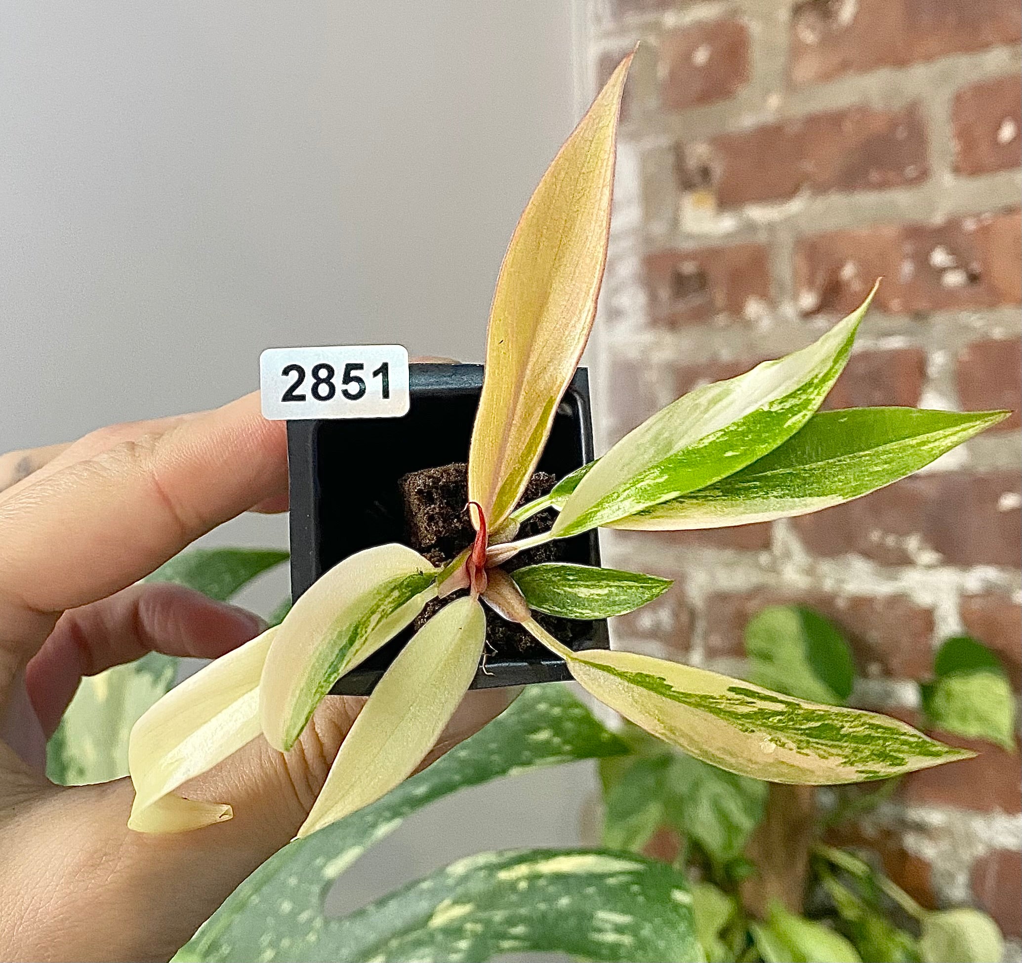 Philodendron Caramel Marble 2851