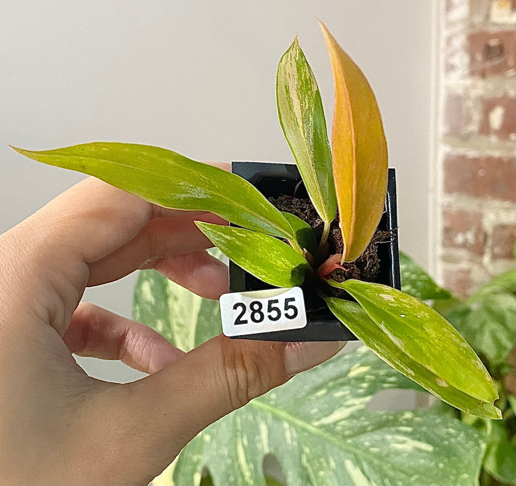 Philodendron Caramel Marble 2855