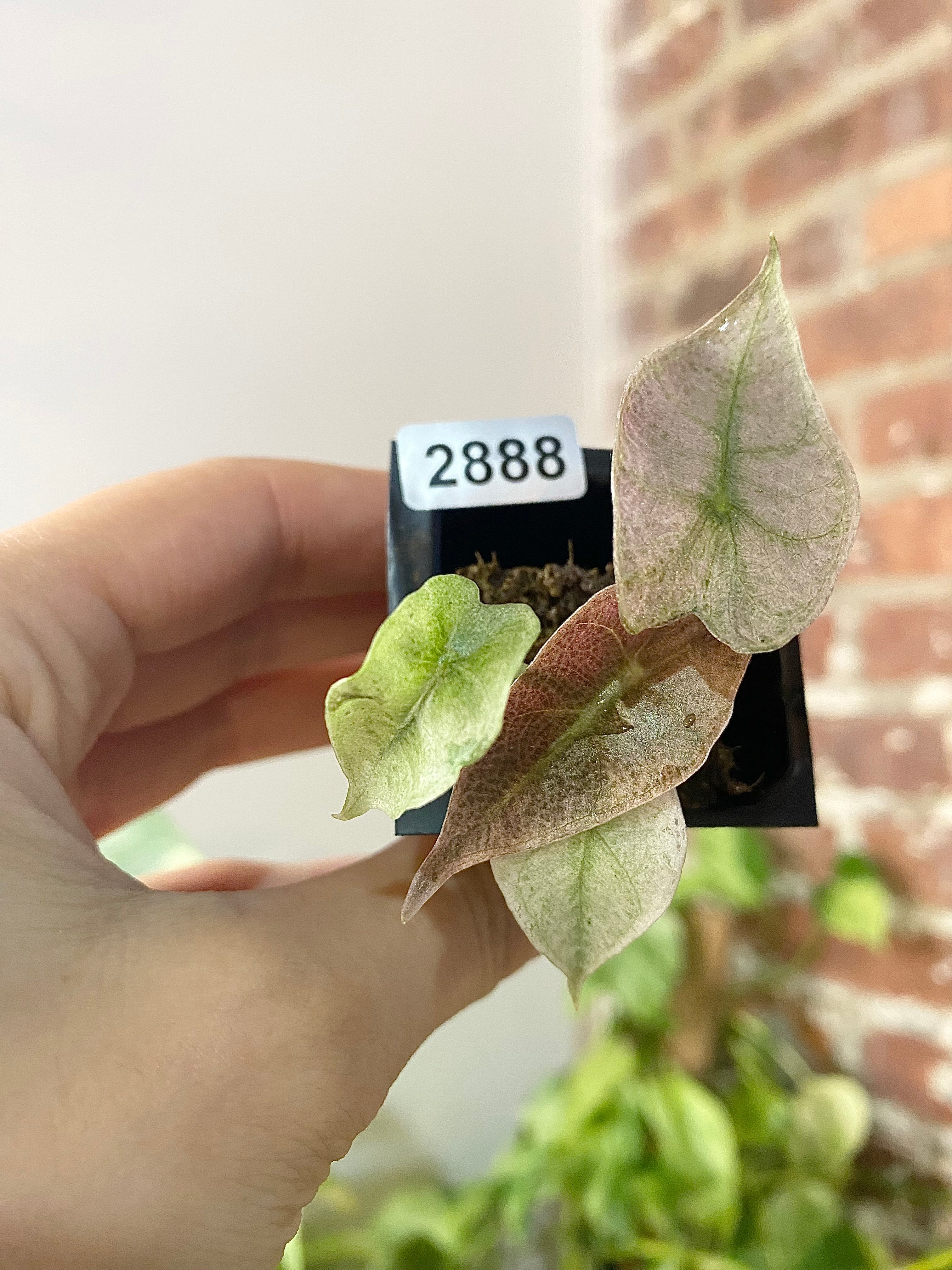 Alocasia Polly Pink Mint 2888