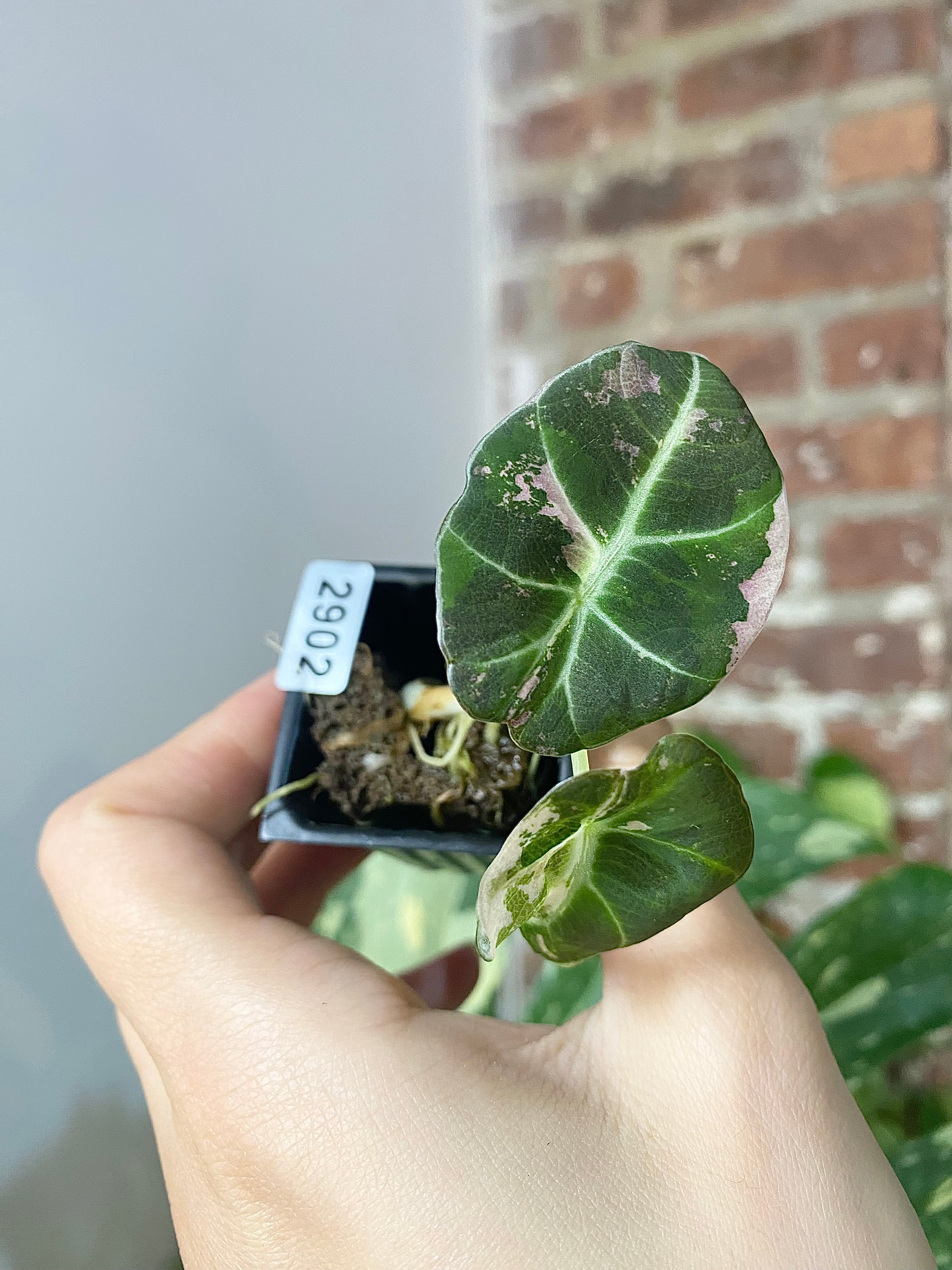 Alocasia Pink Black Velvet 2902