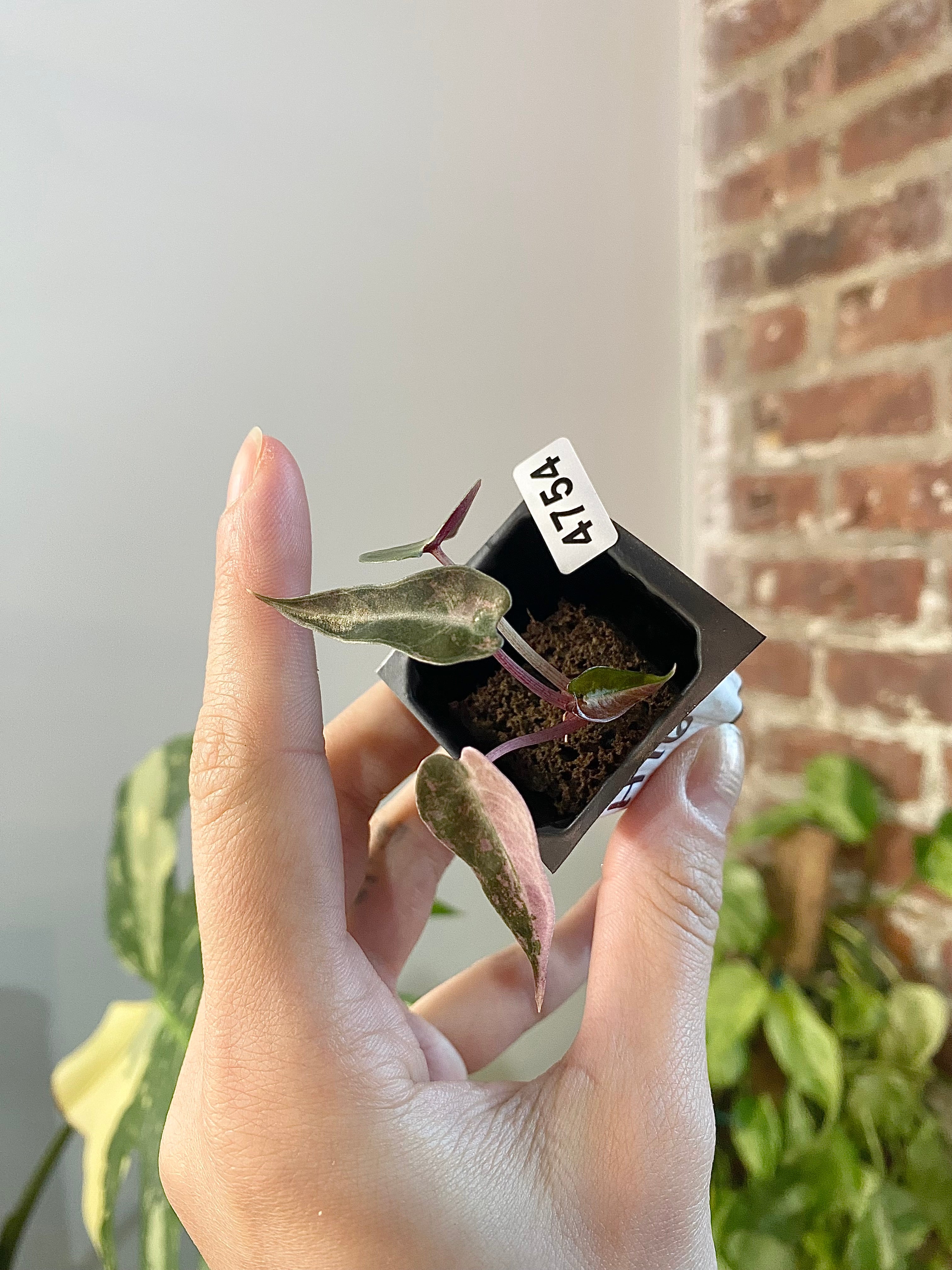 Alocasia Bambino Aurea 4754