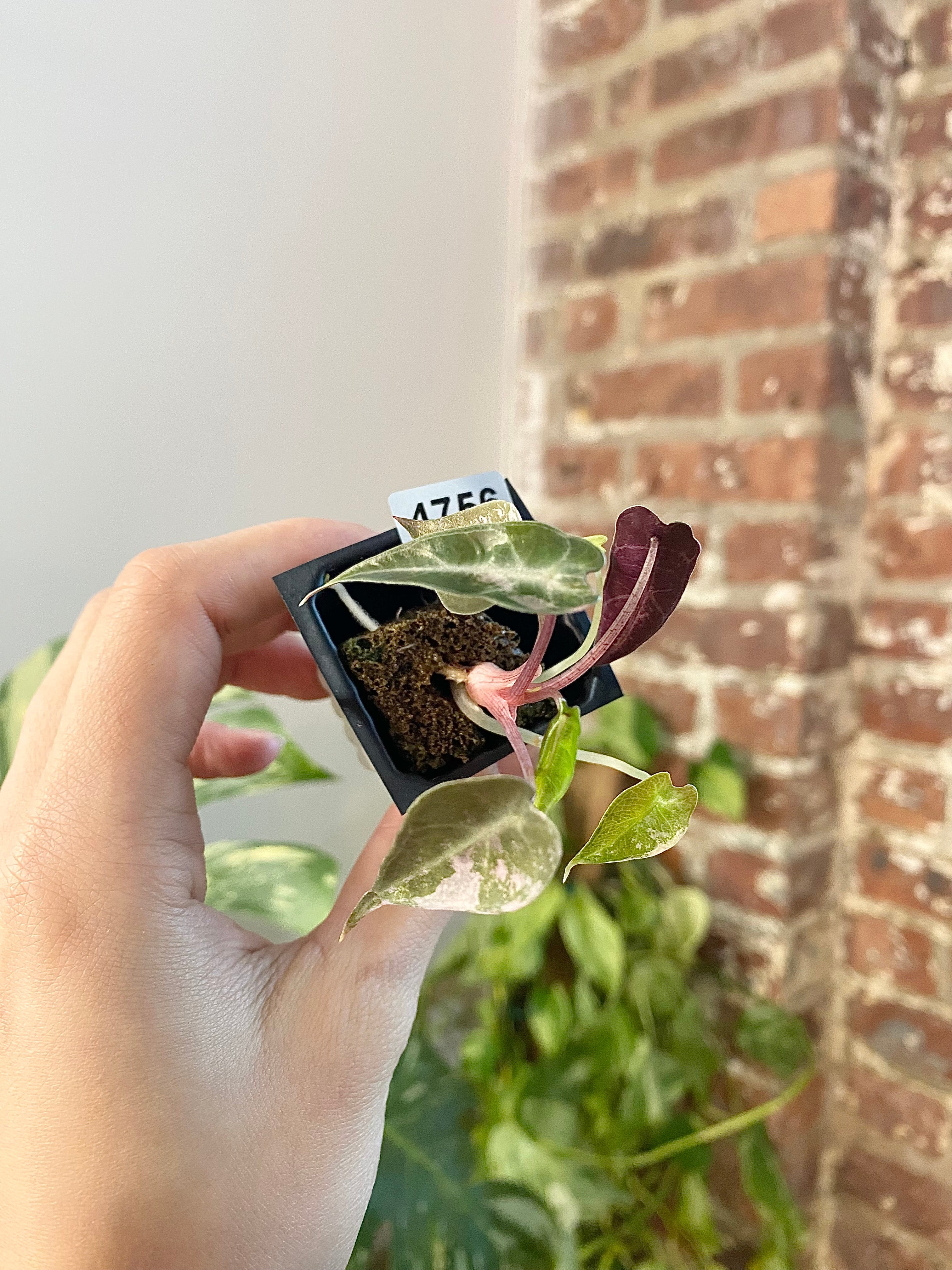 Alocasia Bambino Aurea 4756