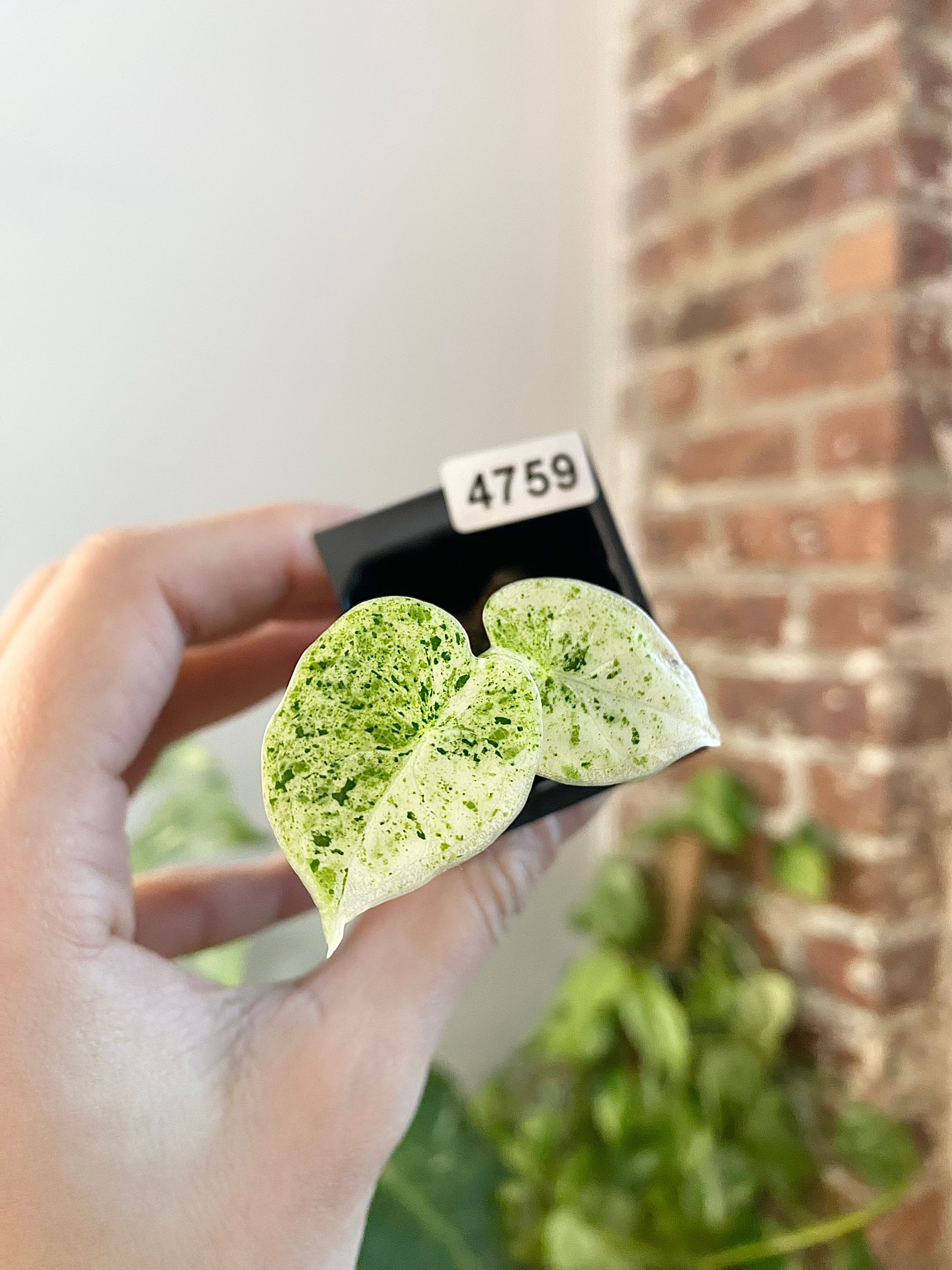 Alocasia Dragonscale Mint 4759