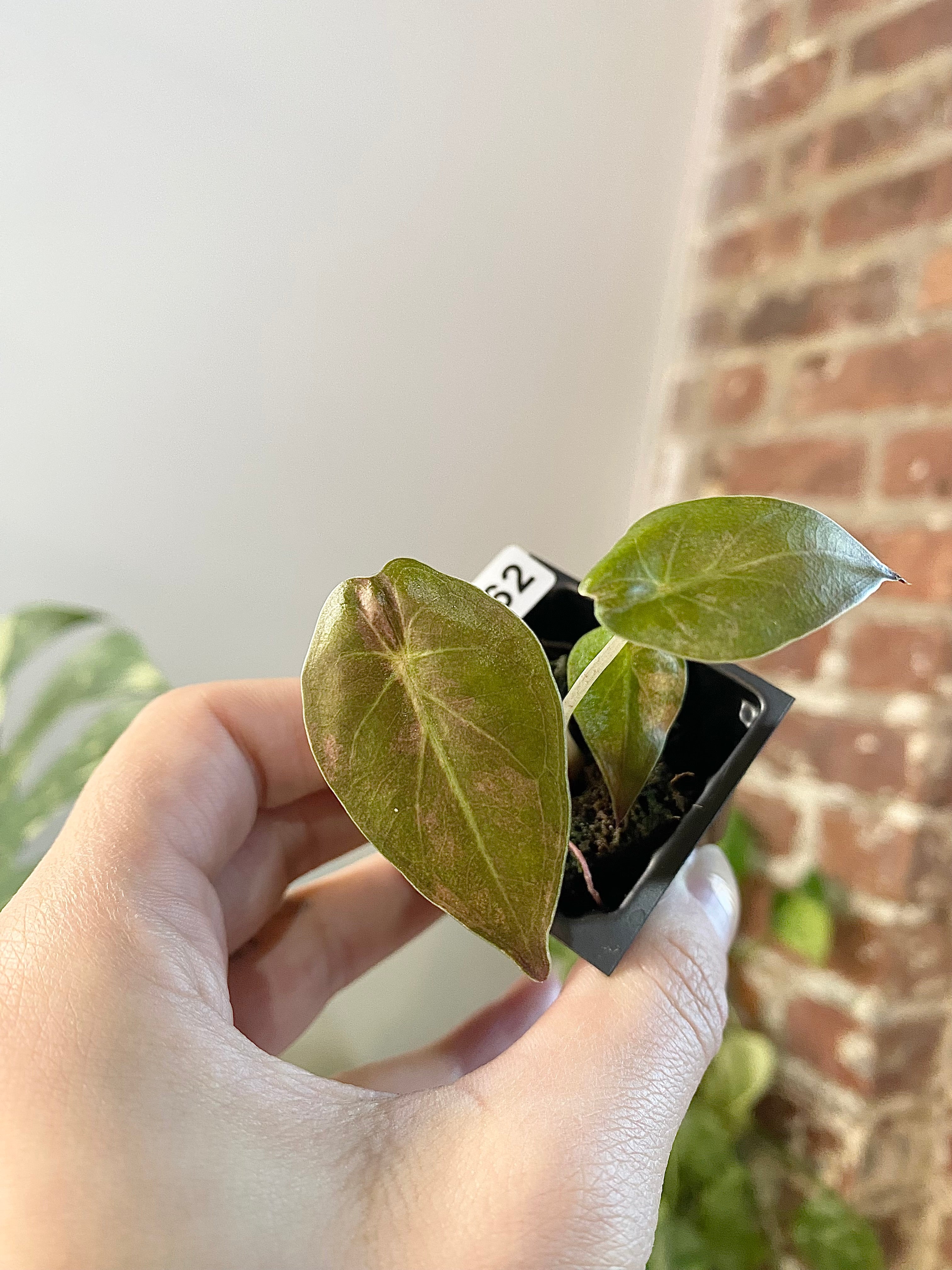 Alocasia Wentii Aurea 4762