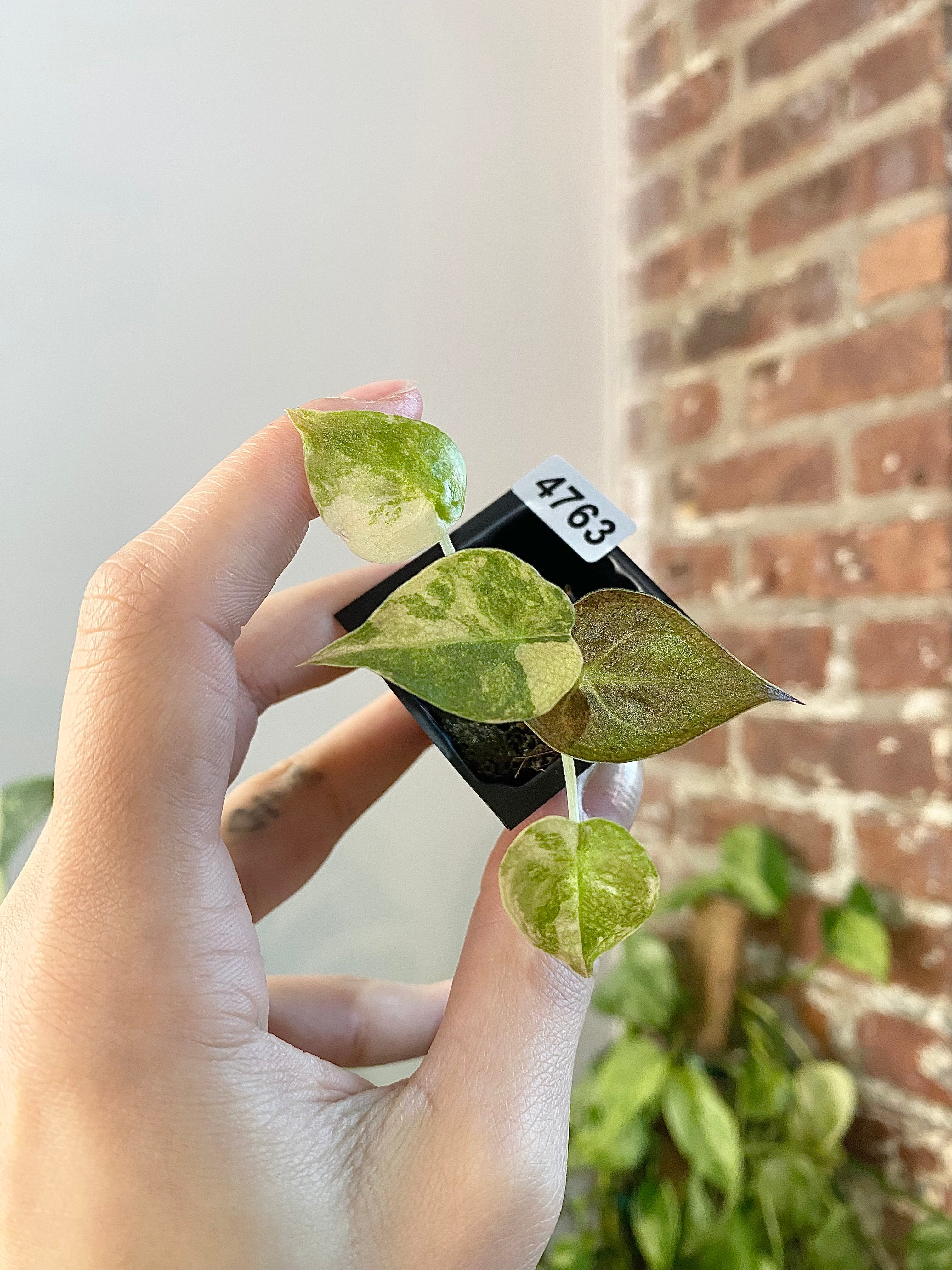 Alocasia Wentii Aurea 4763