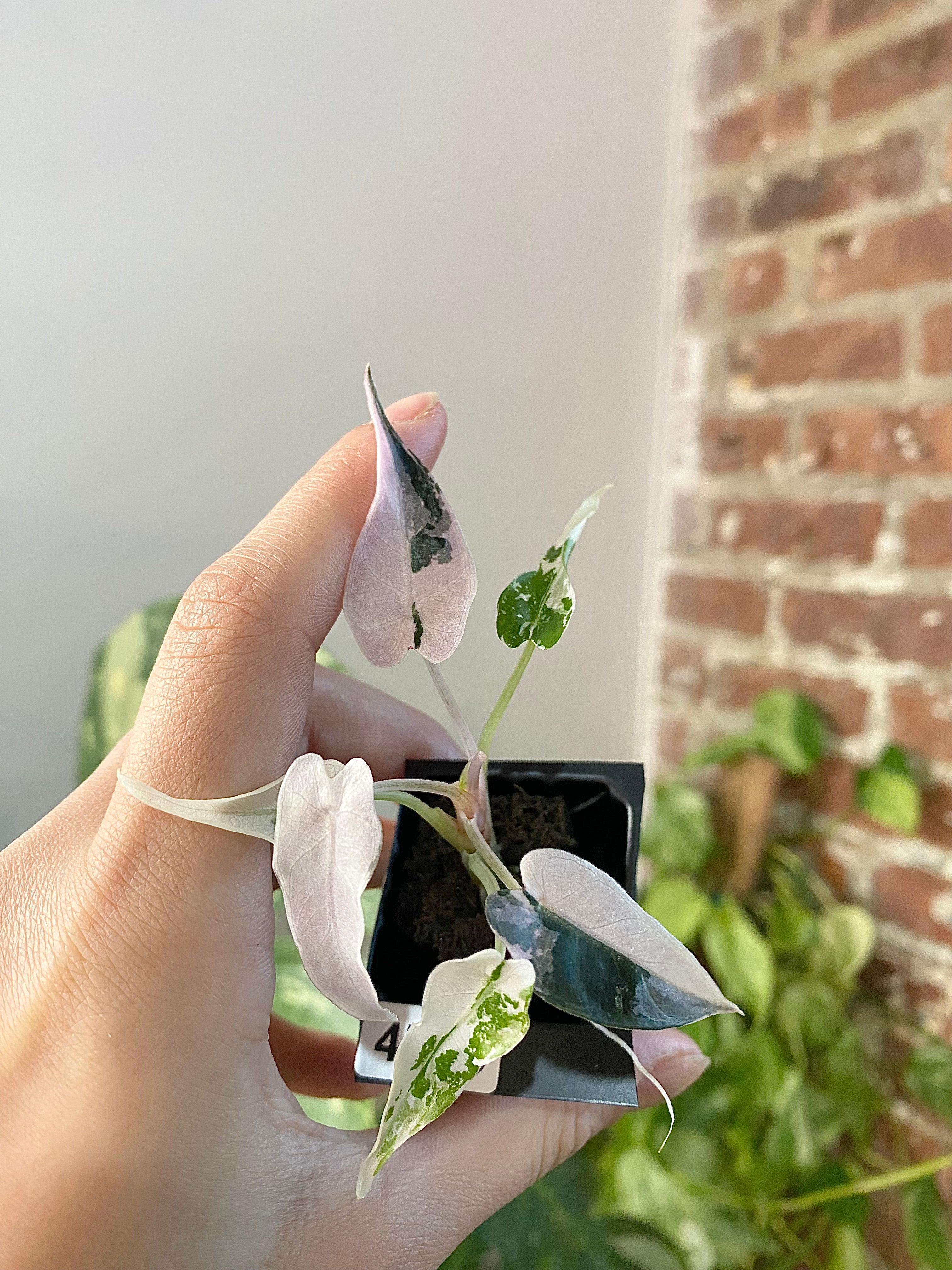 Alocasia Bambino Albo Pink 4776