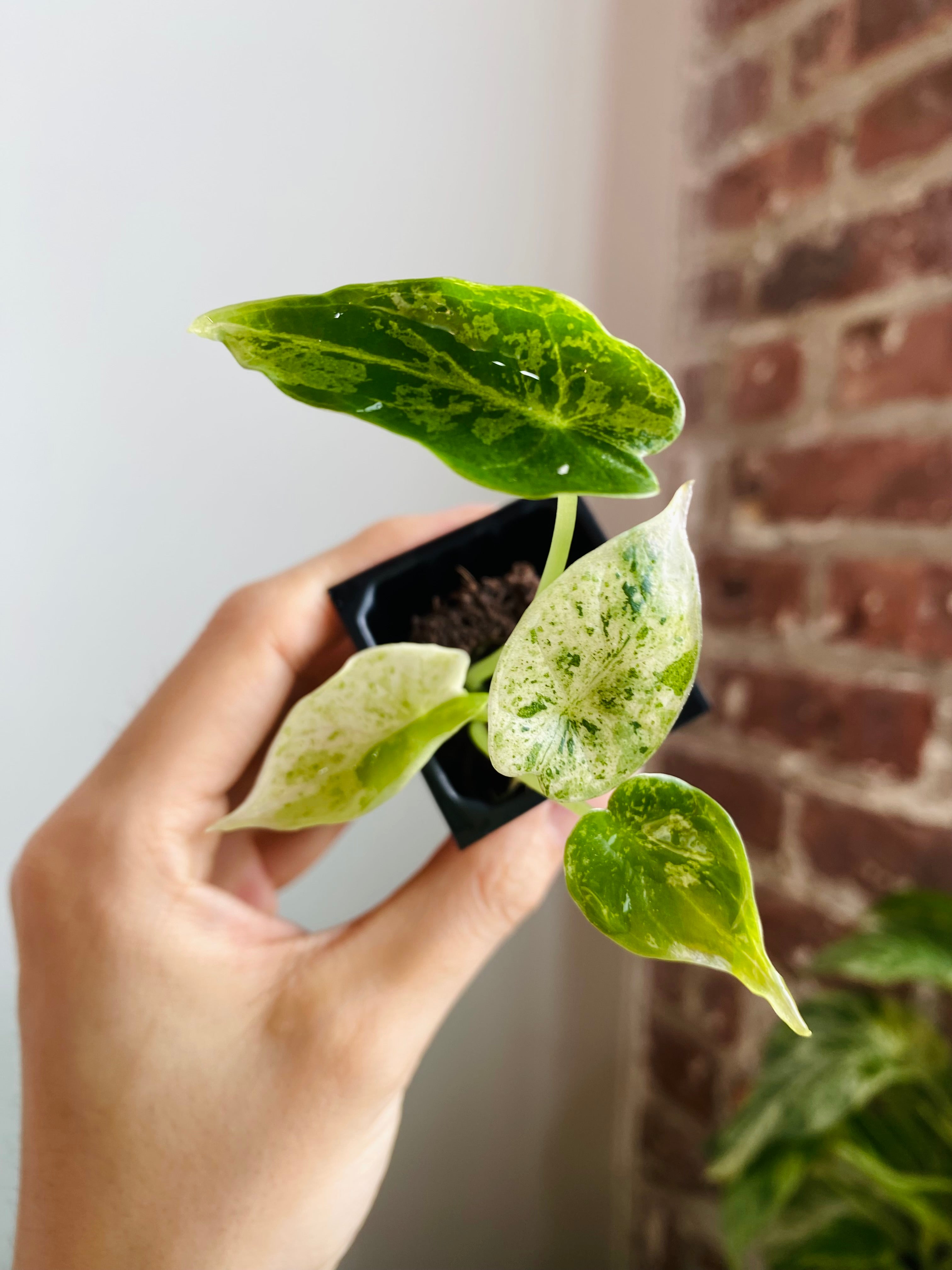 Alocasia Dragon Scale Mint Var.