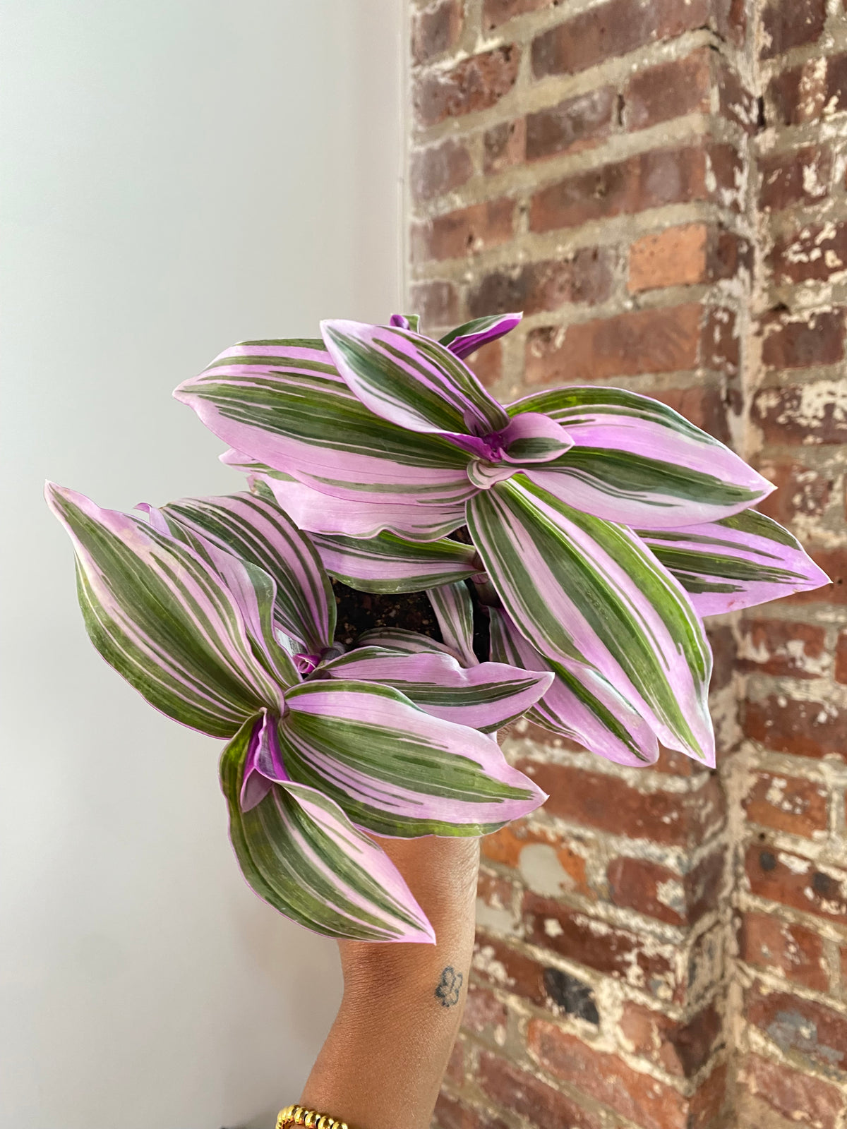 Tradescantia Bubblegum Potted (Growers Choice)