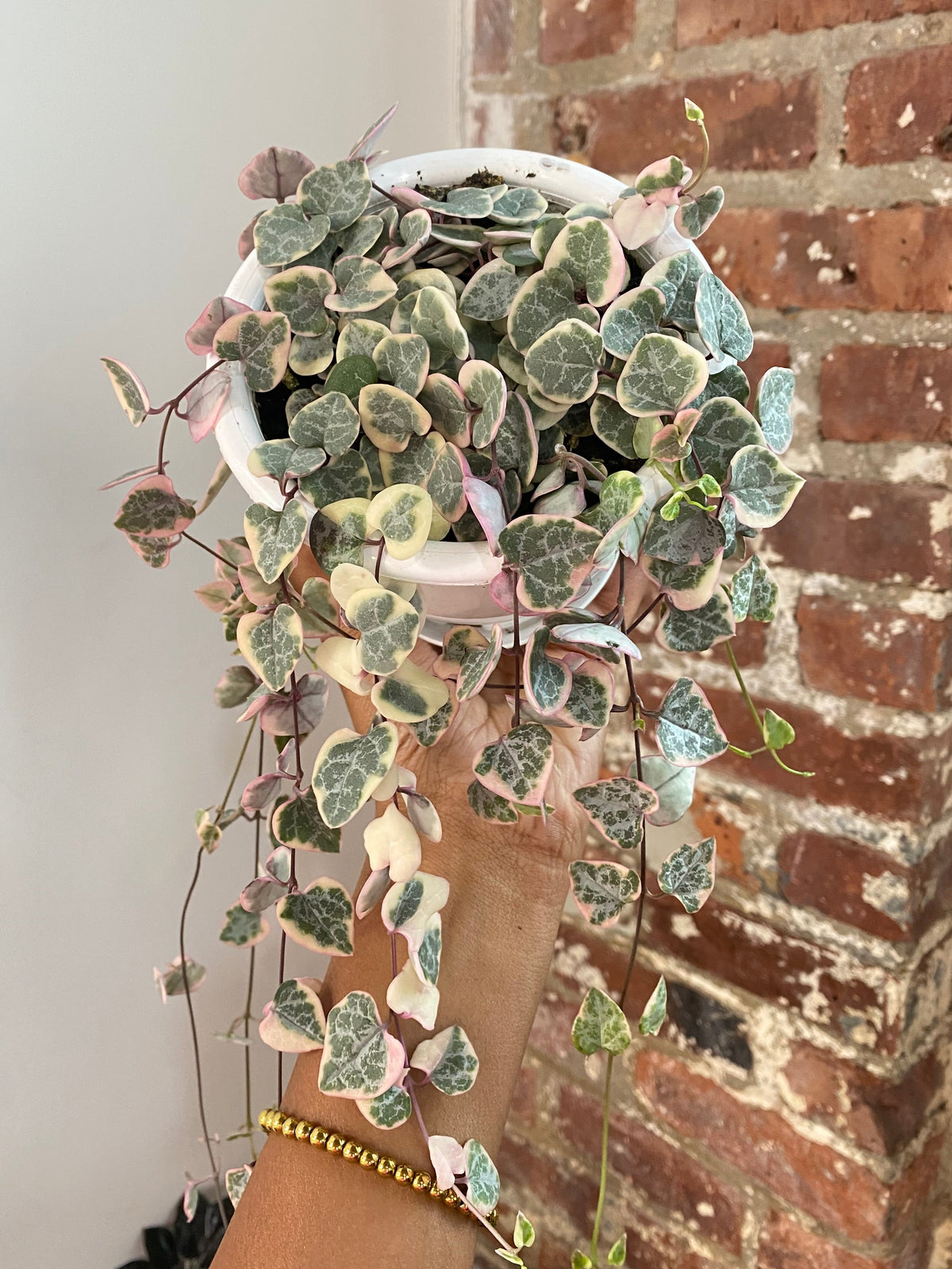 String of Hearts Variegated 4.5in Hanging Basket (Growers Choice)