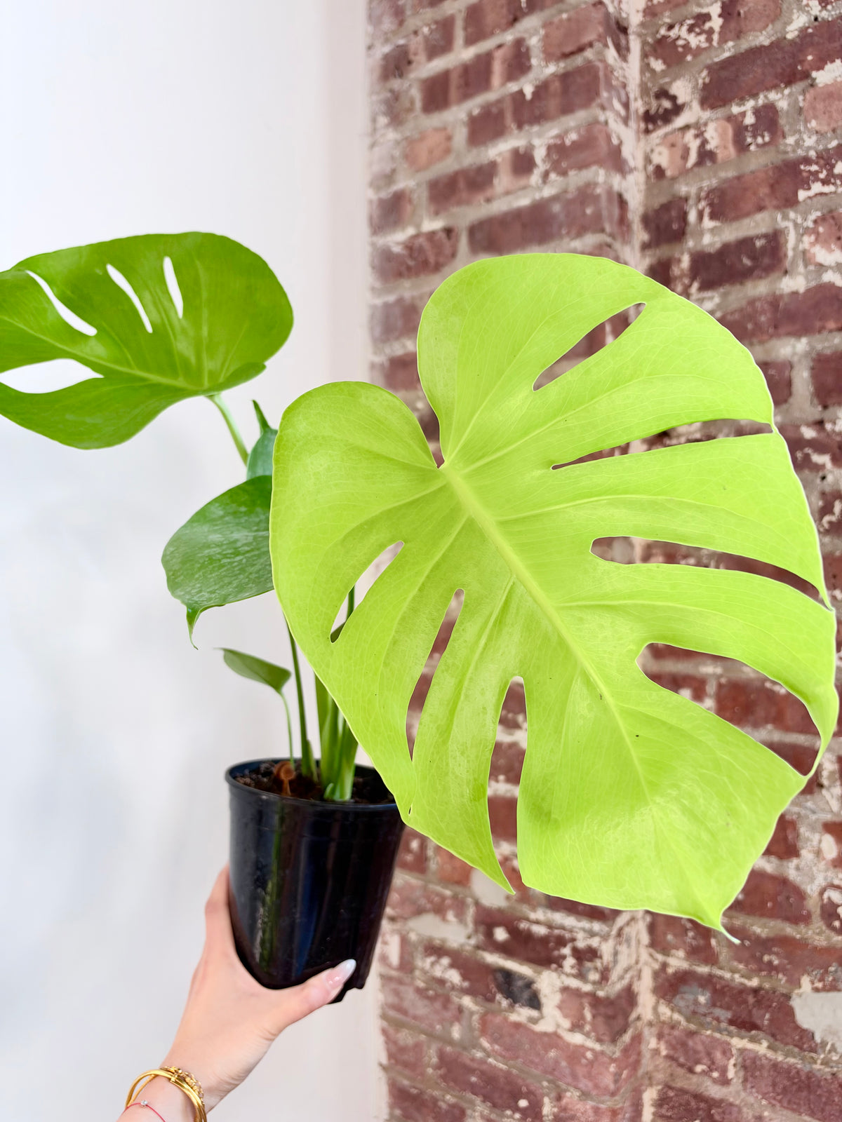 Monstera Deliciosa ‘Golden Compact’ 6” Pot (Grower’s Choice)
