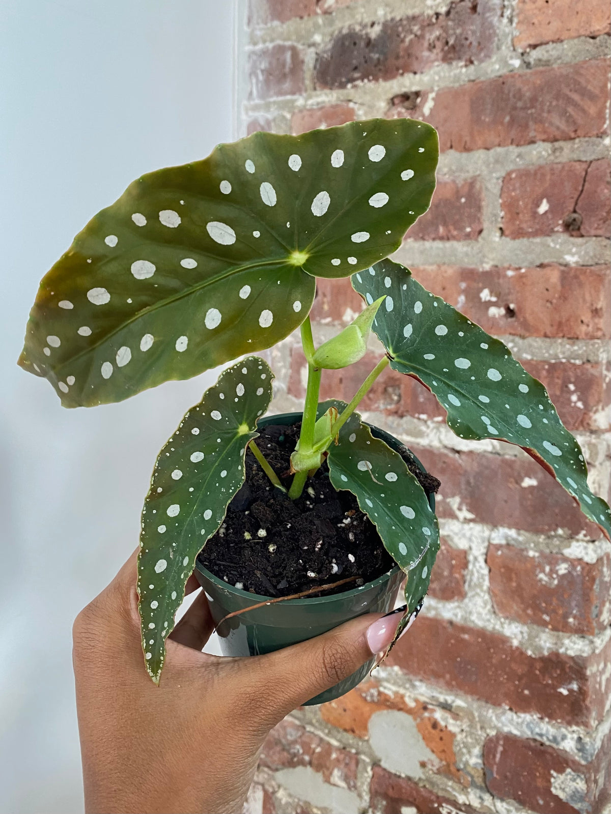 Begonia Maculata Potted (Growers Choice)
