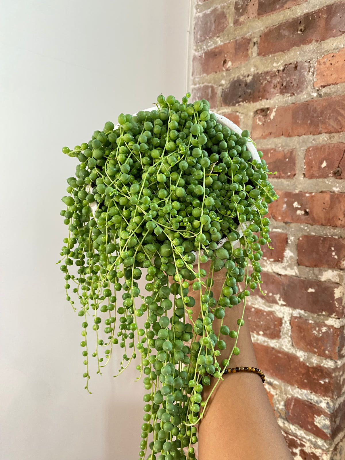 String of Pearls 6in Hanging Basket (Growers Choice)