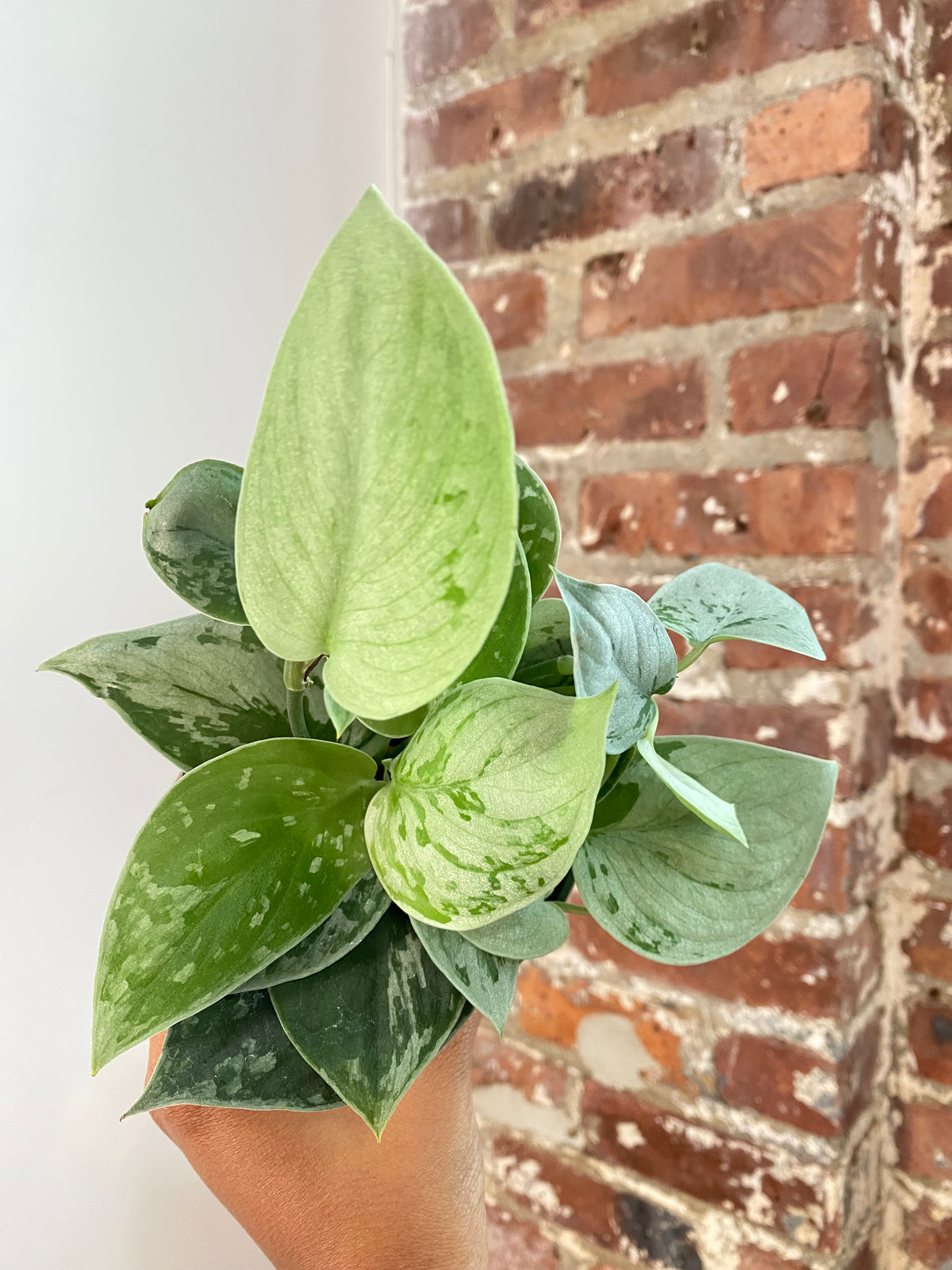 Scindapsus Silvery Ann Potted (Growers Choice)