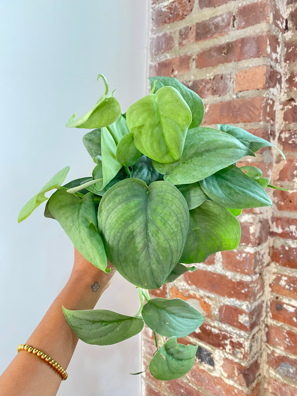 Scindapsus Silver Hero Potted (Growers Choice)