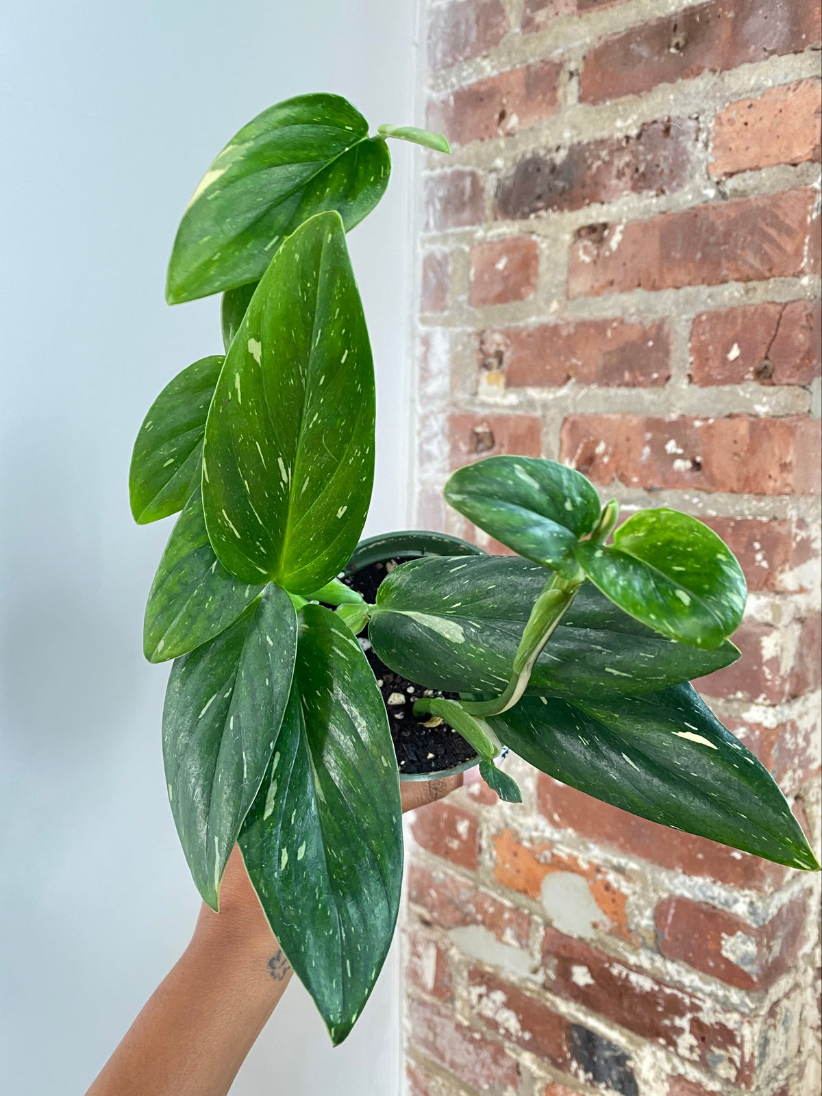 Monstera Standleyana Potted (Grower&
