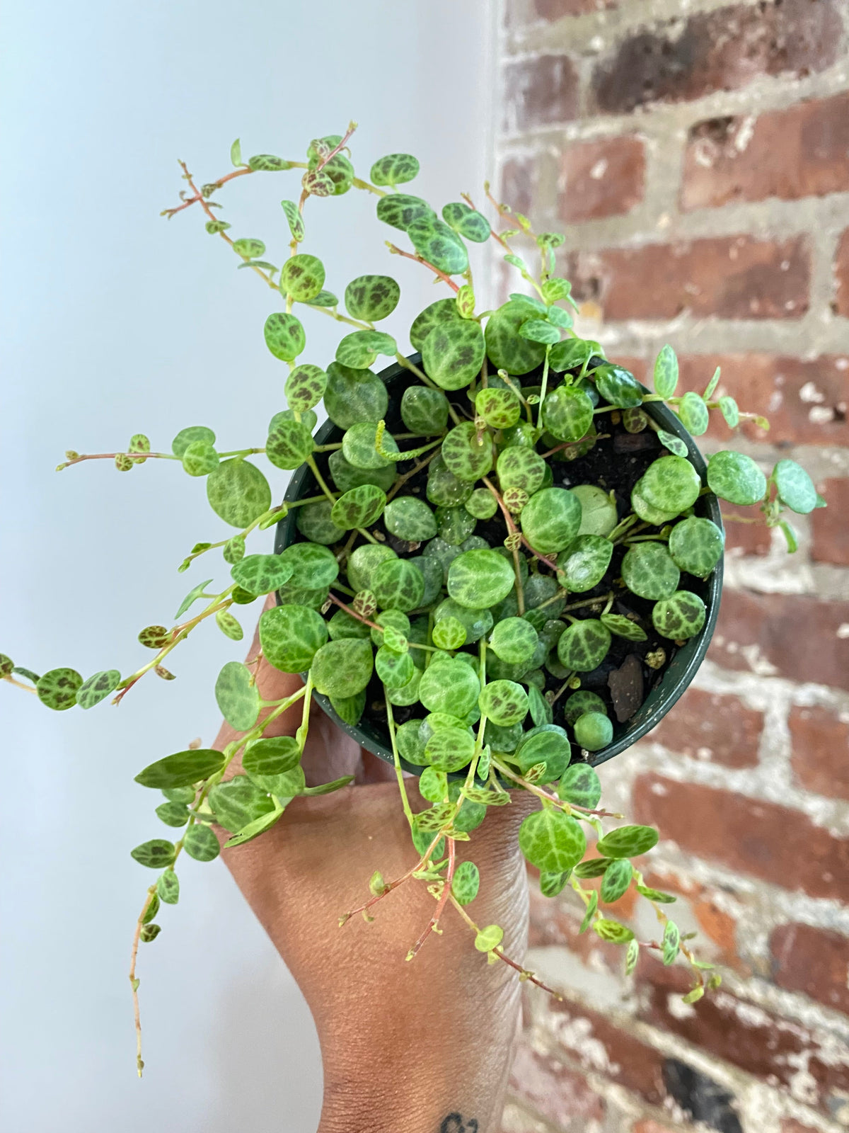String of Turtles Potted (Growers Choice)