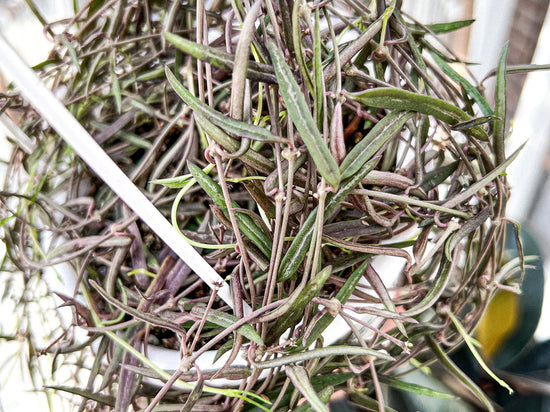 Plant of the Month: Ceropegia Linearis 'String of Needles'