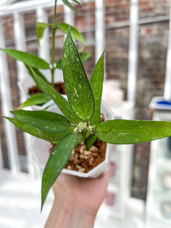 Plant of the Month: Hoya burmanica