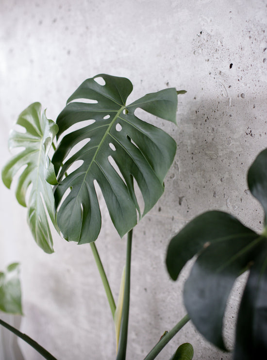 Rooting Guide: Easy Steps for Variegated Monstera Cutting