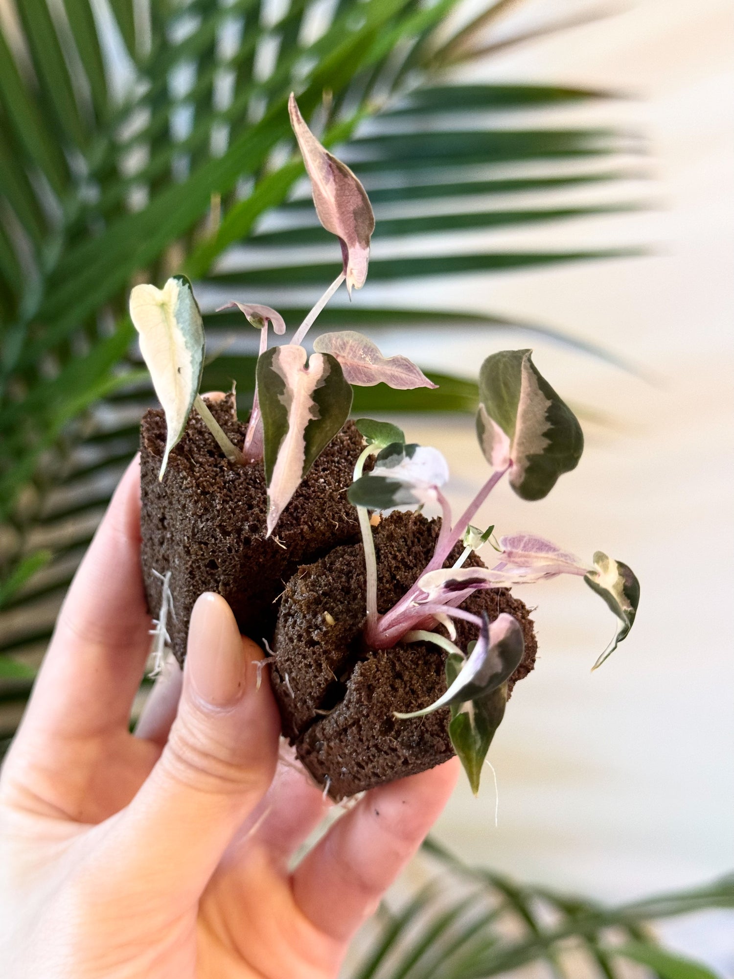 pink variegated monstera for sale Alocasia Bambino Albo Pink Variegated (Grower's Choice) – PlantTheStudio