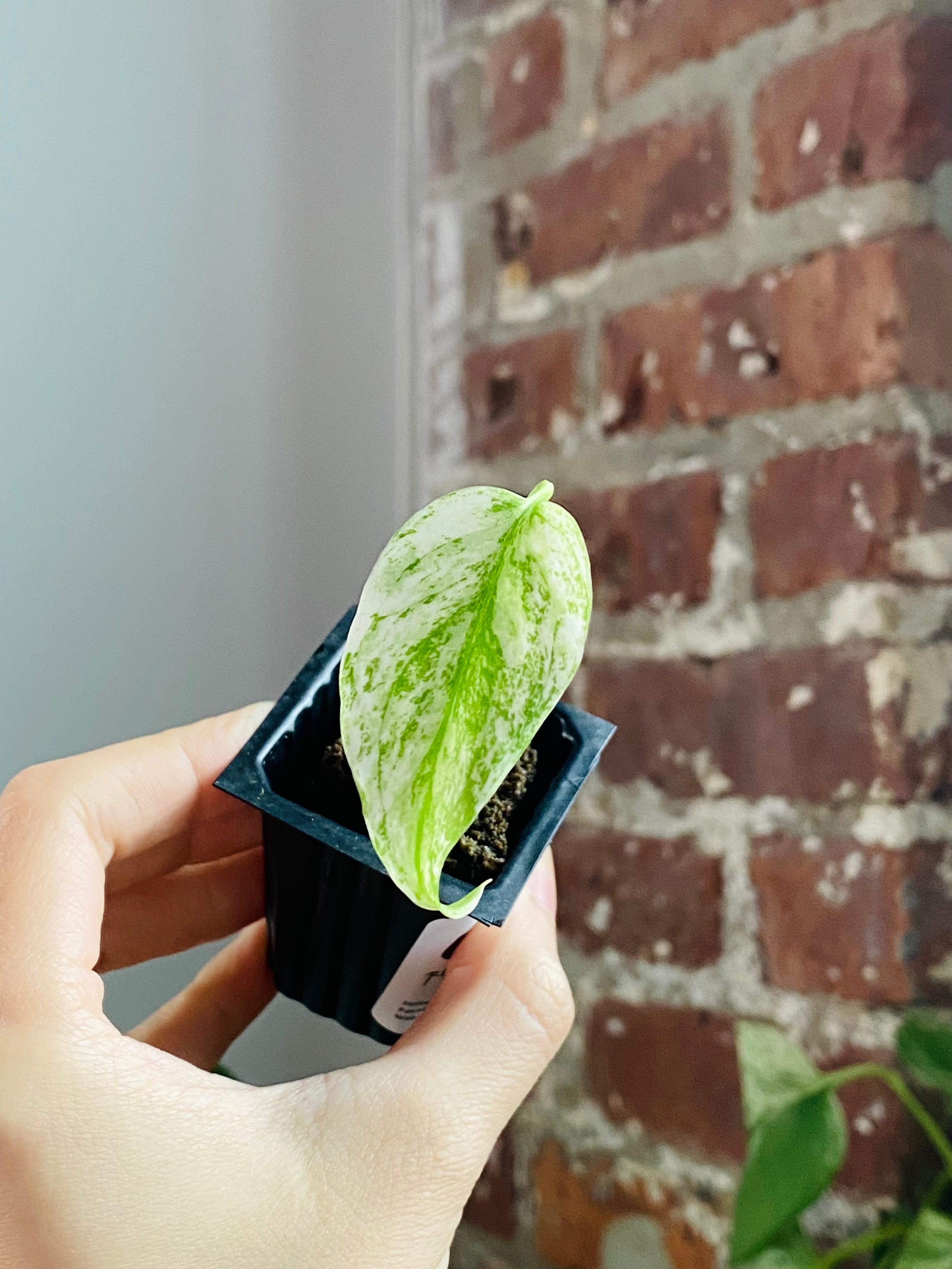 Monstera Deliciosa Mint 