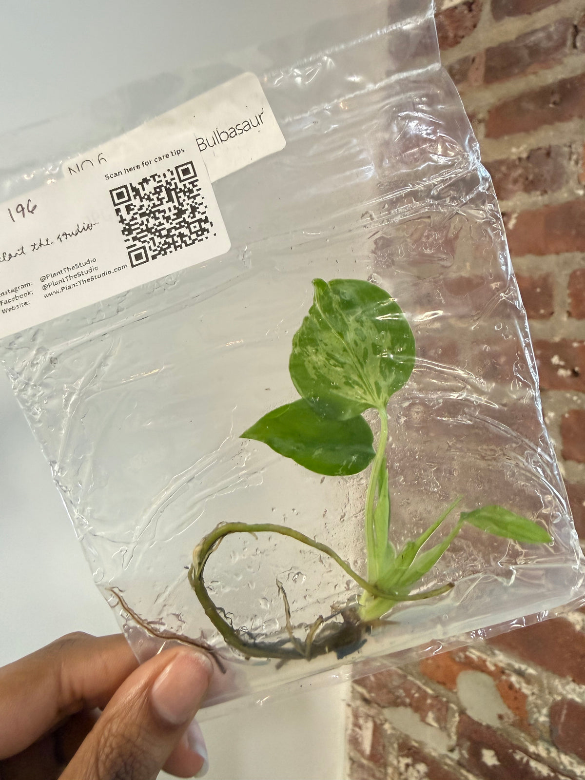Monstera Bulbasaur TCS 196