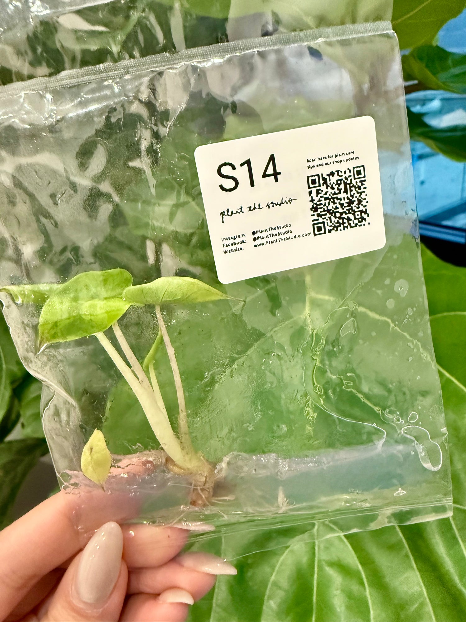 Alocasia Yucatan Princess Var. TCS14