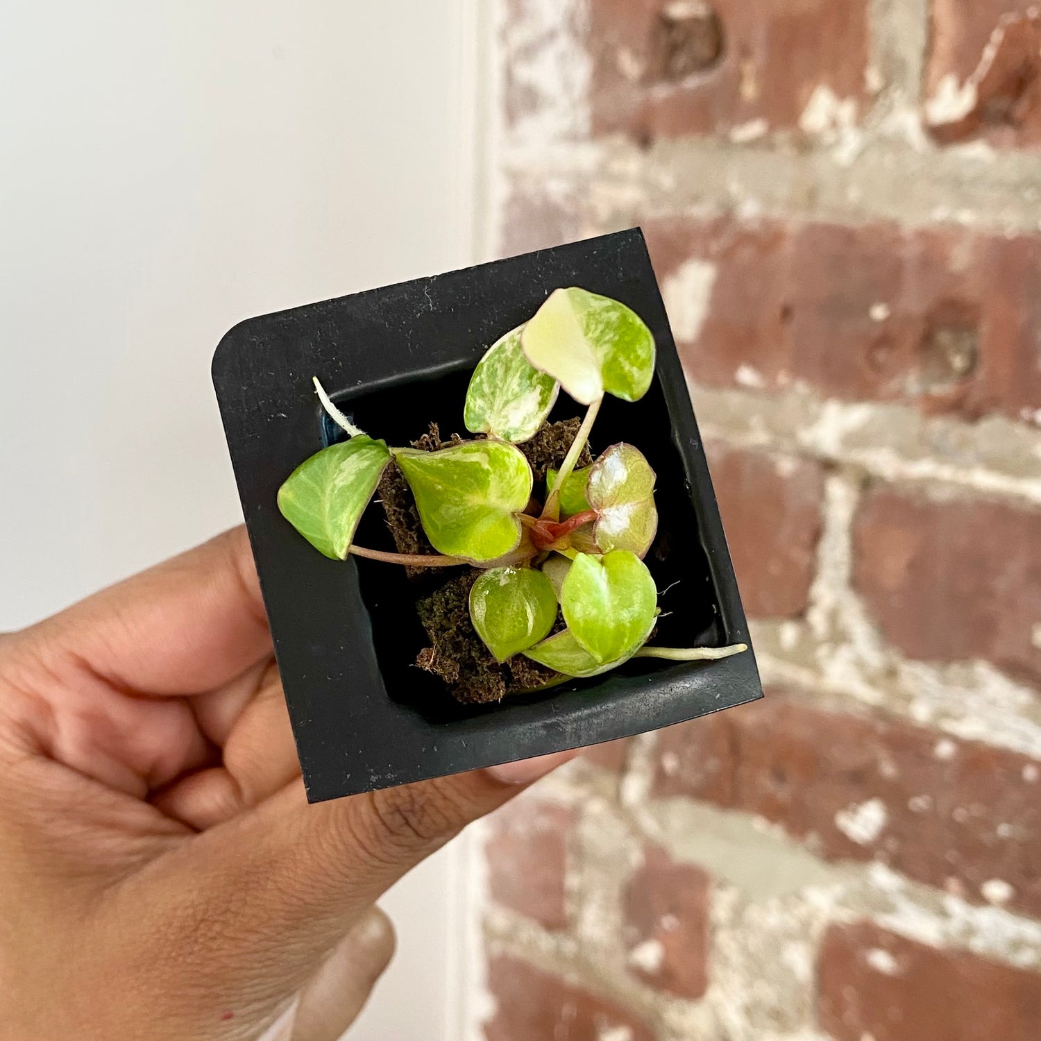 Philodendron Billietiae Var. 4290