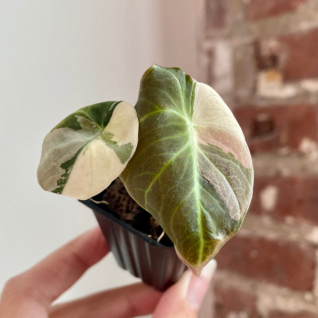 Alocasia Pink Black Velvet 8932