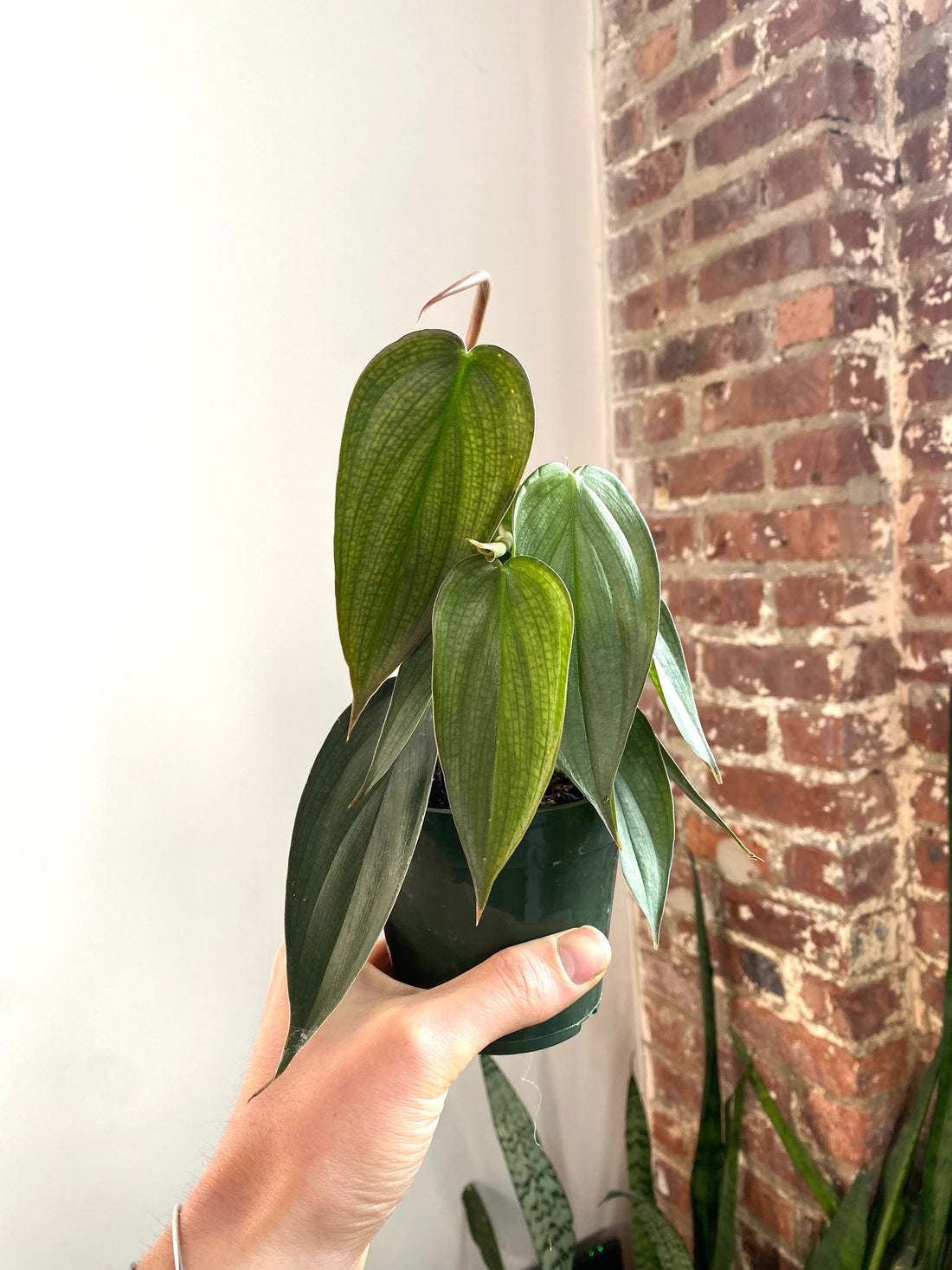 Philodendron Burle Marx Fantasy 4” Pot (Grower’s Choice)