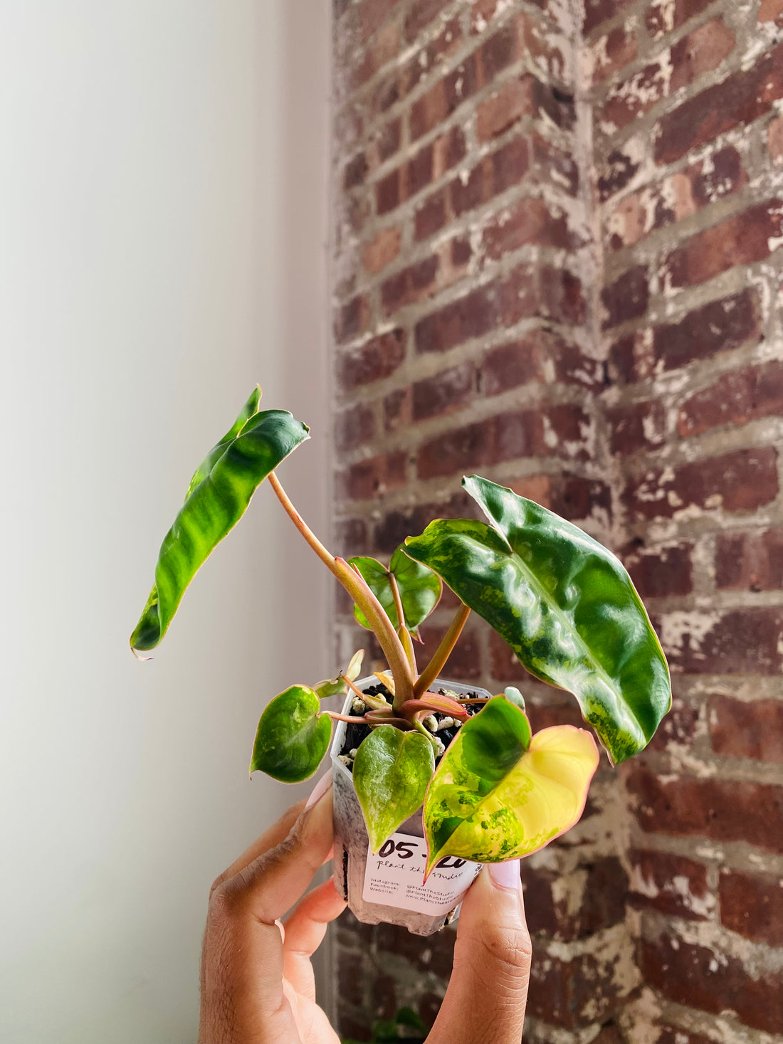 Philodendron Billietiae Var. 
