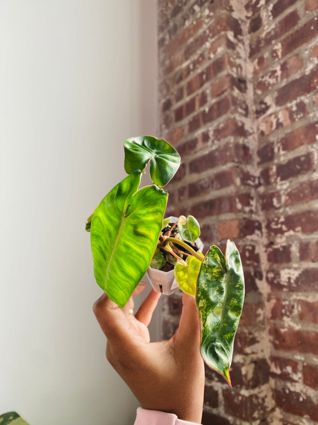 Philodendron Billietiae Var. 