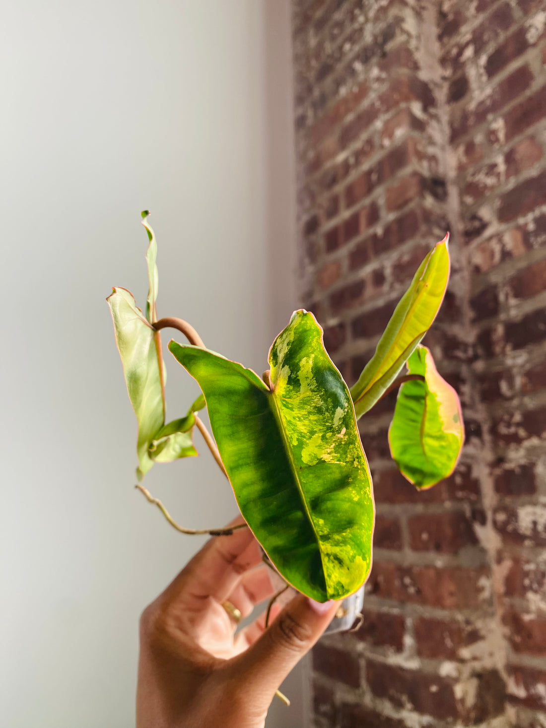 Philodendron Billietiae Var. 