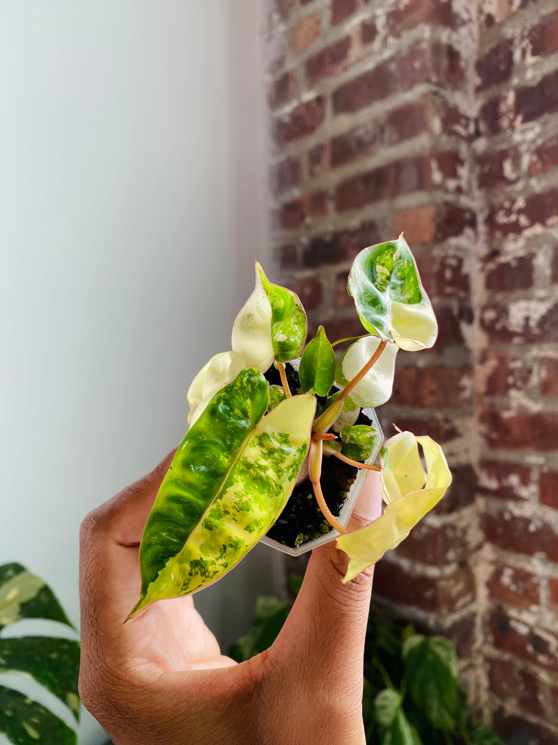 Philodendron Billietiae Var. 