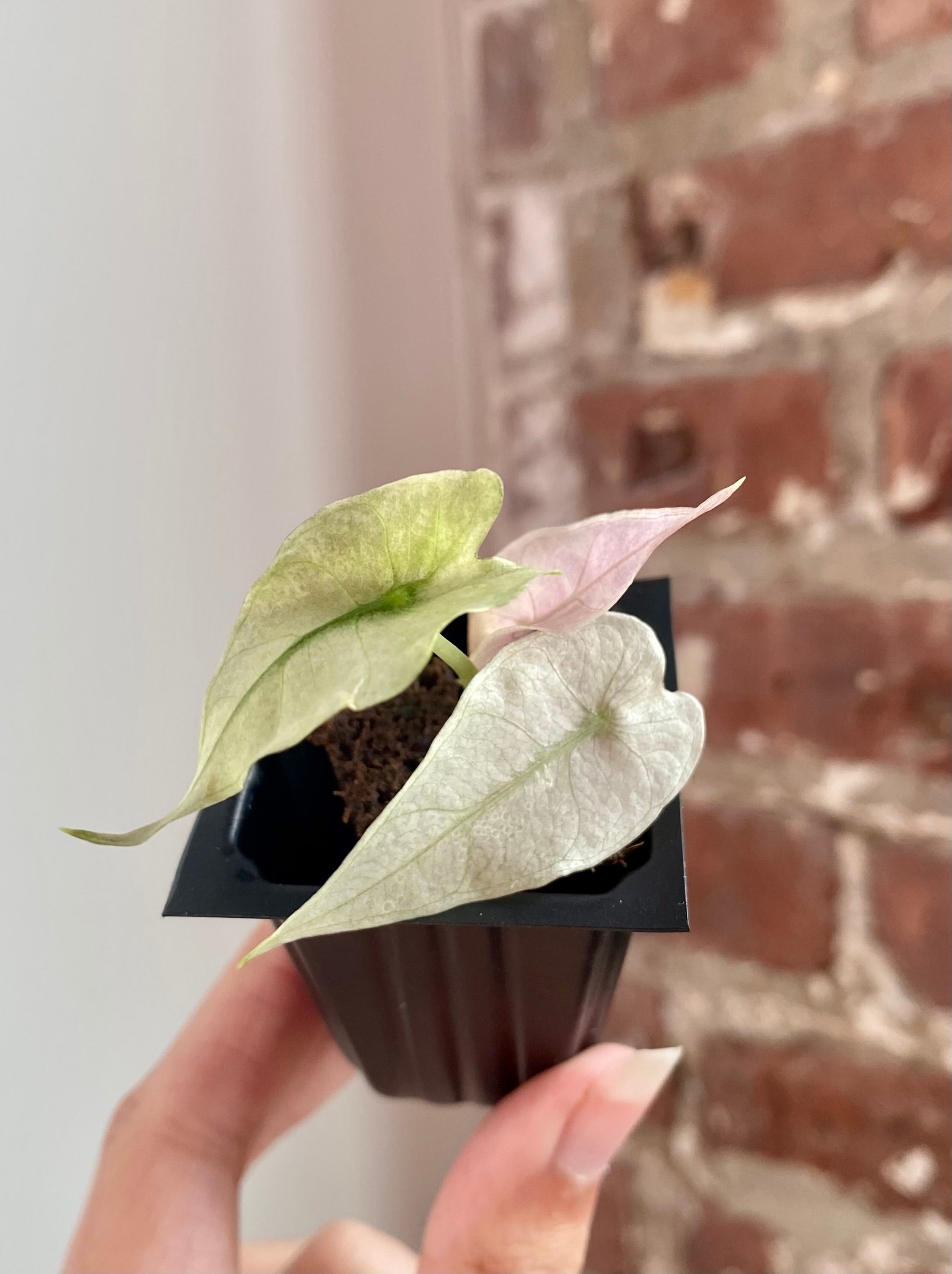 Alocasia Polly Pink Mint 8950