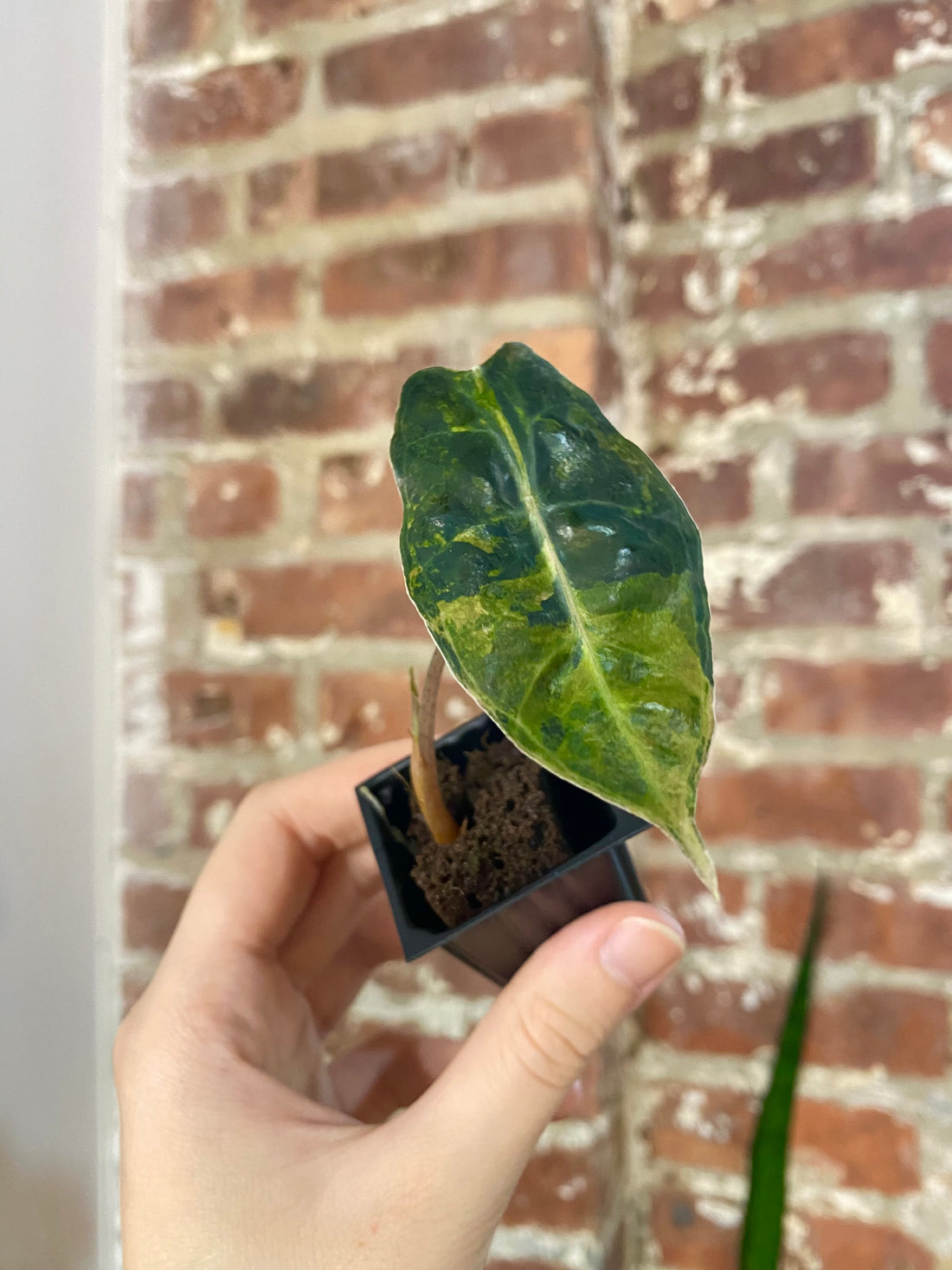 Alocasia Sanderiana Bull 4862
