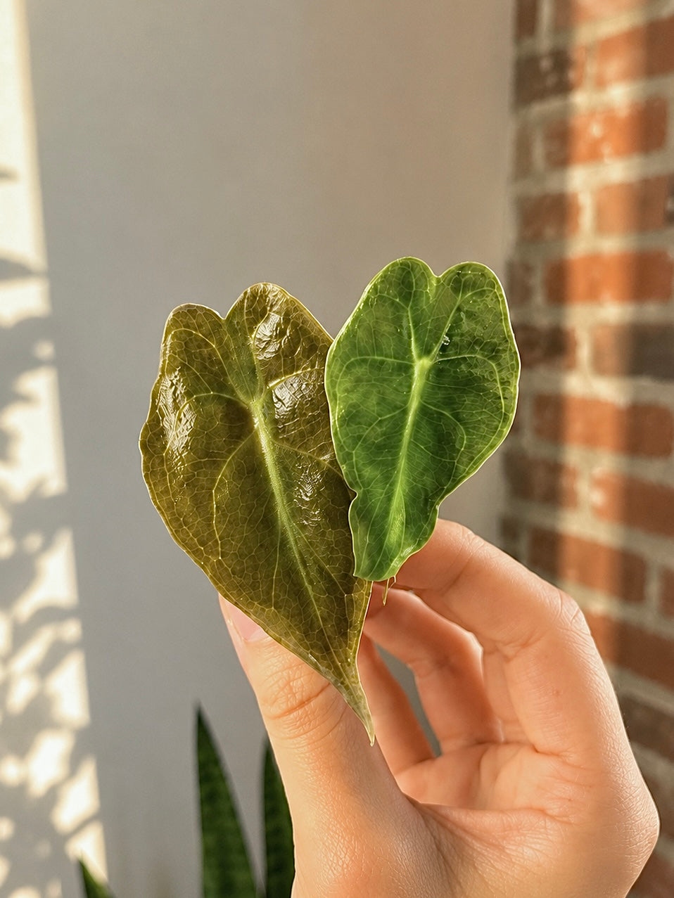 Alocasia Venom (Grower&