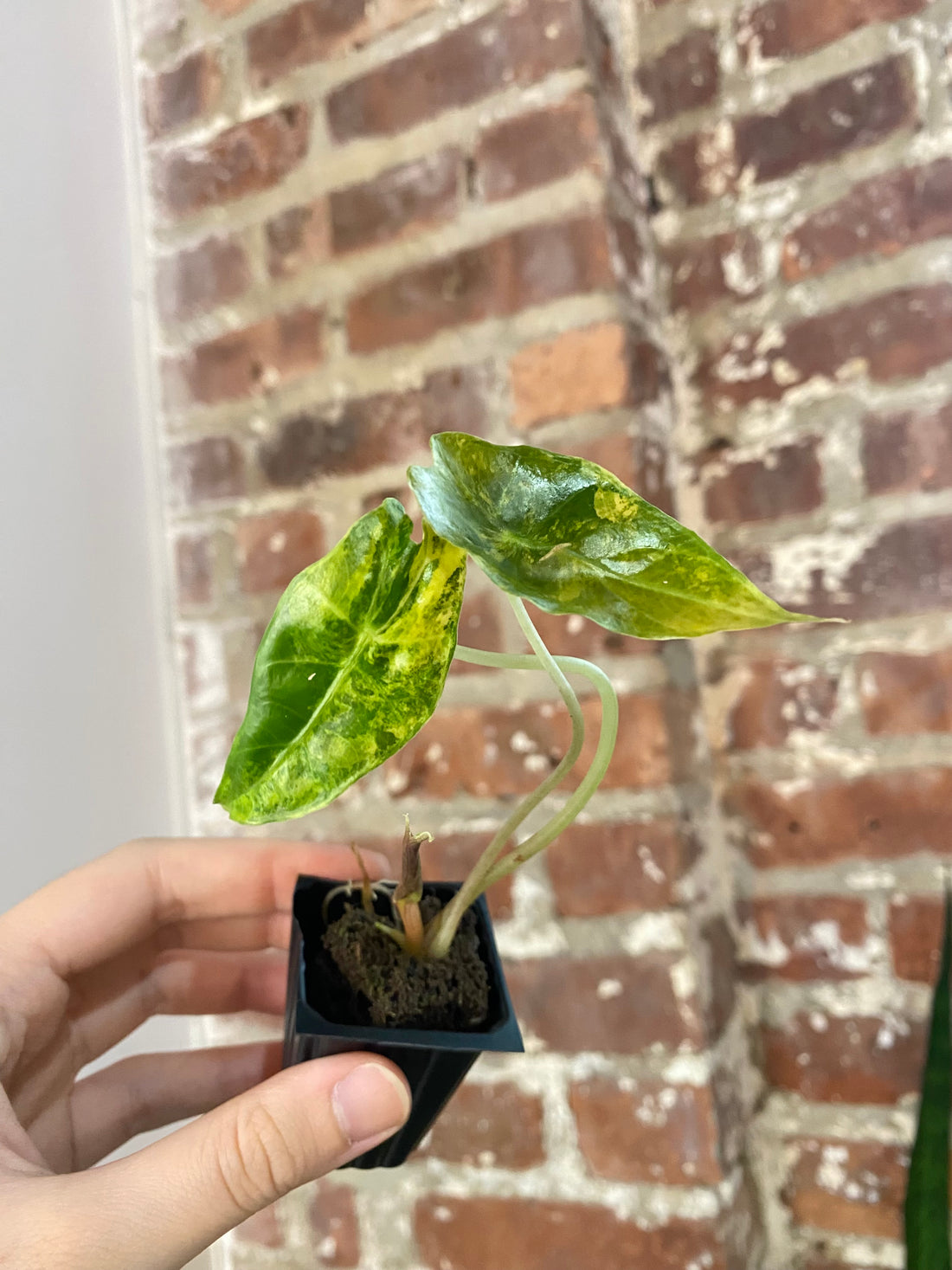 Alocasia Sanderiana Bull 4863
