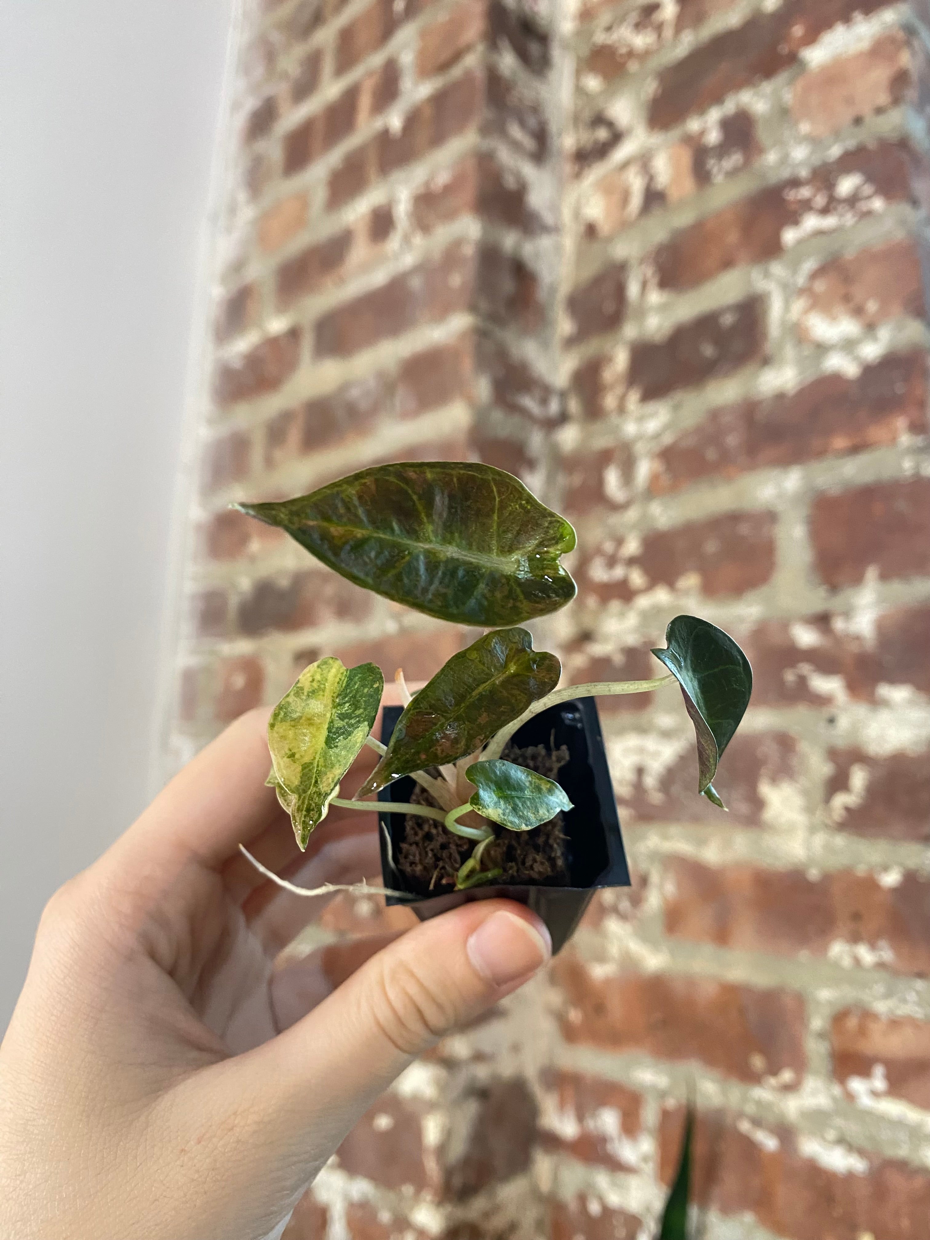 Alocasia Bambino Aurea 4859