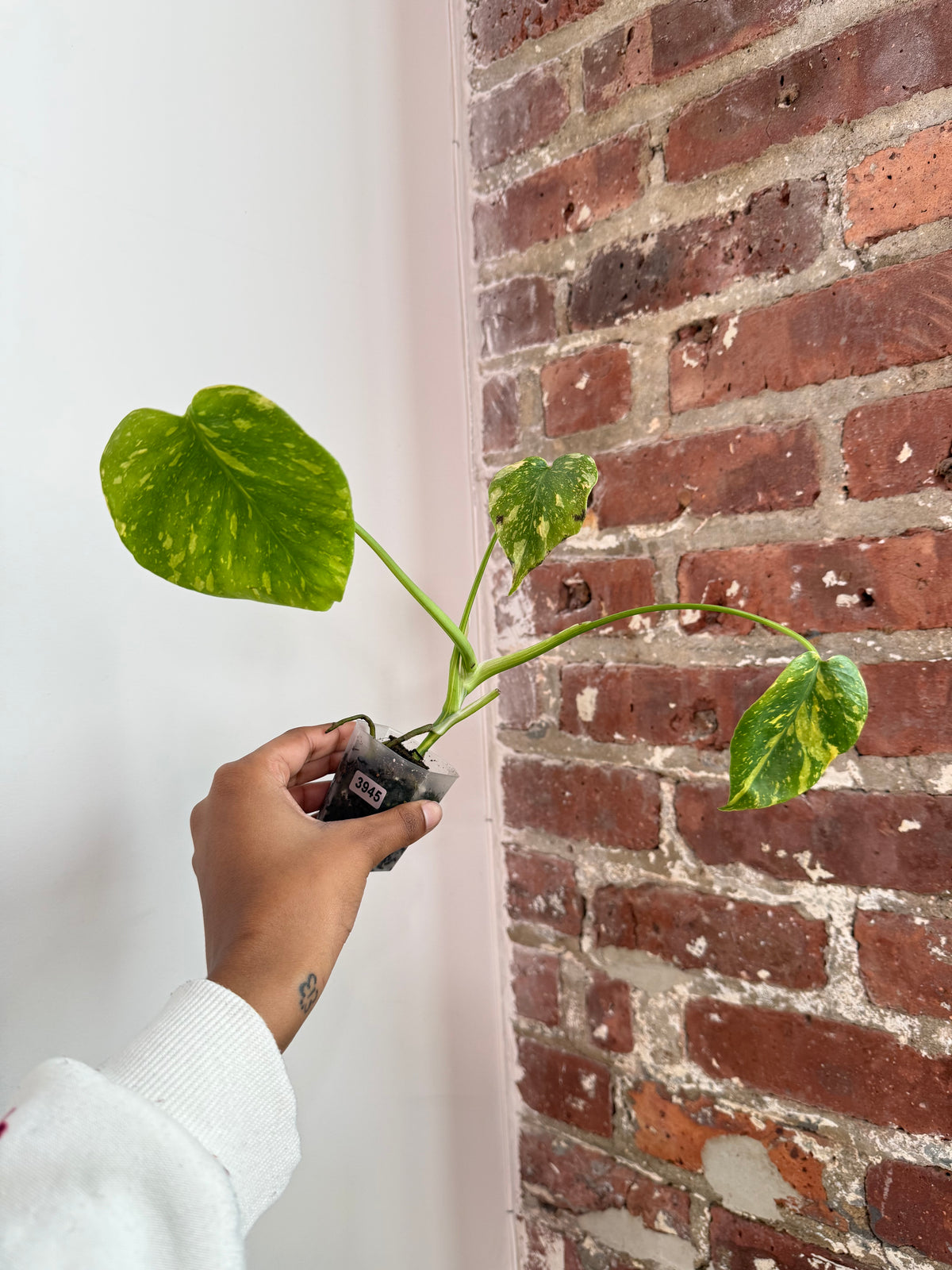 Monstera Electrolyte (Potted) 3945