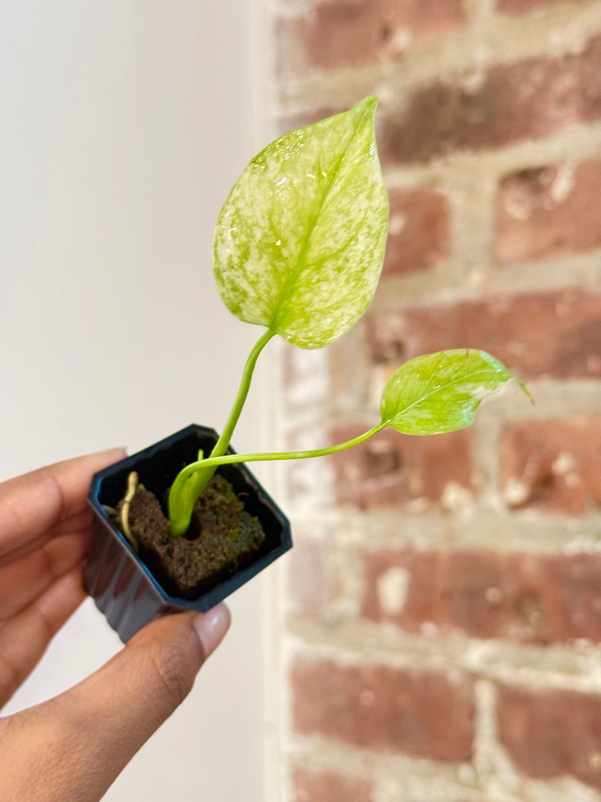 Monstera Mint 0003