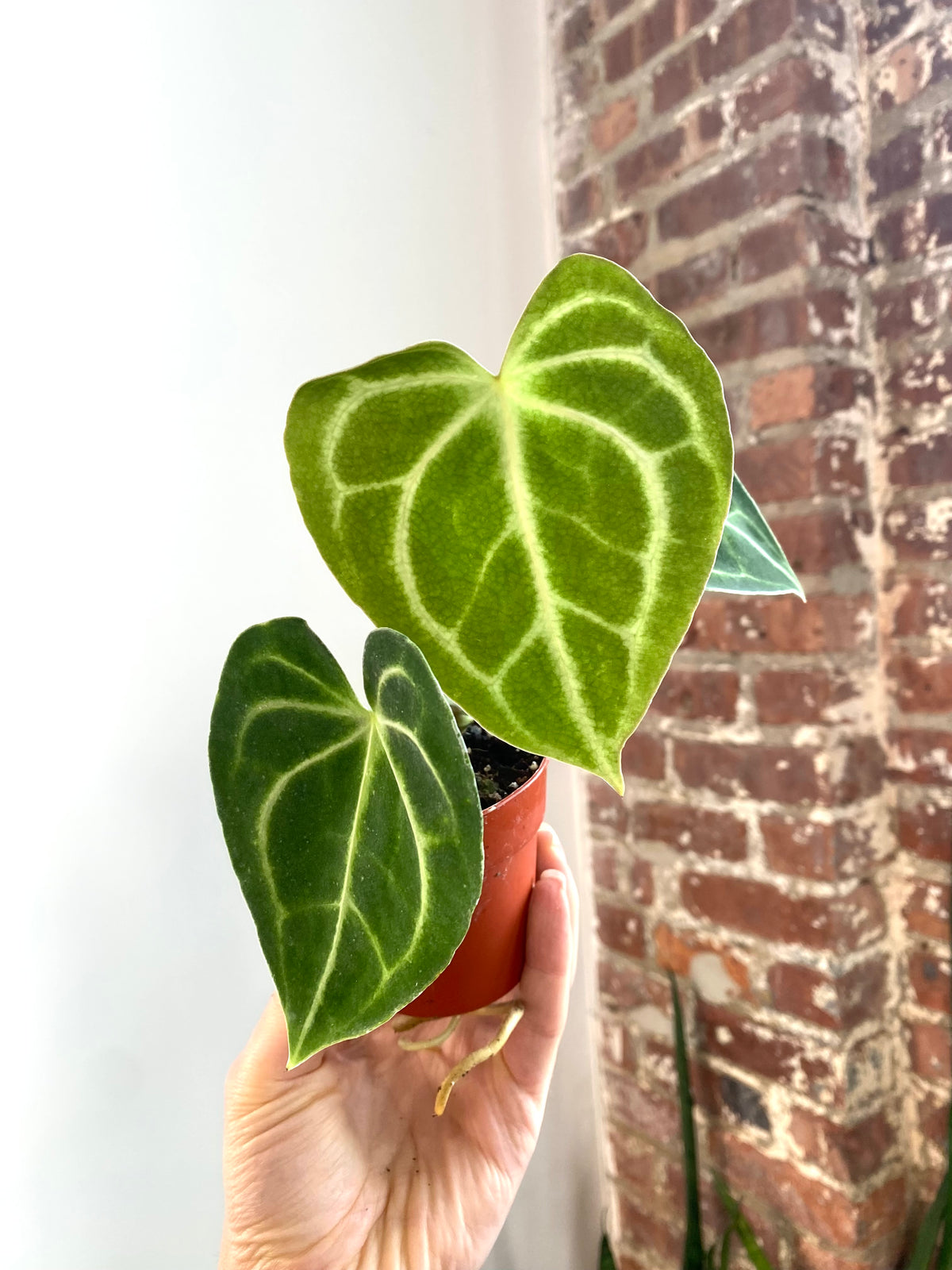 Anthurium clarinervium 3” Pot (Grower’s Choice)