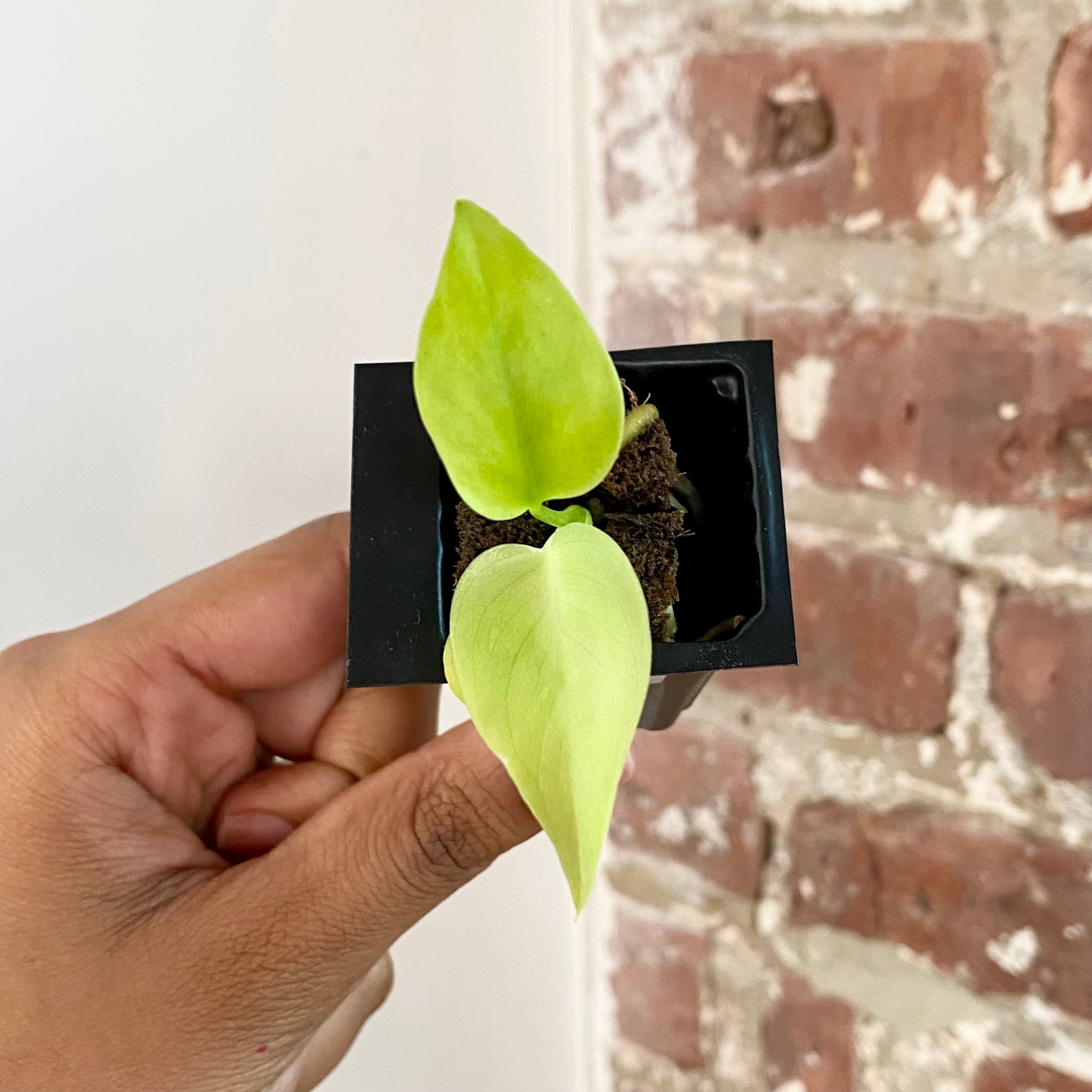 Monstera Bulbasaur 4279
