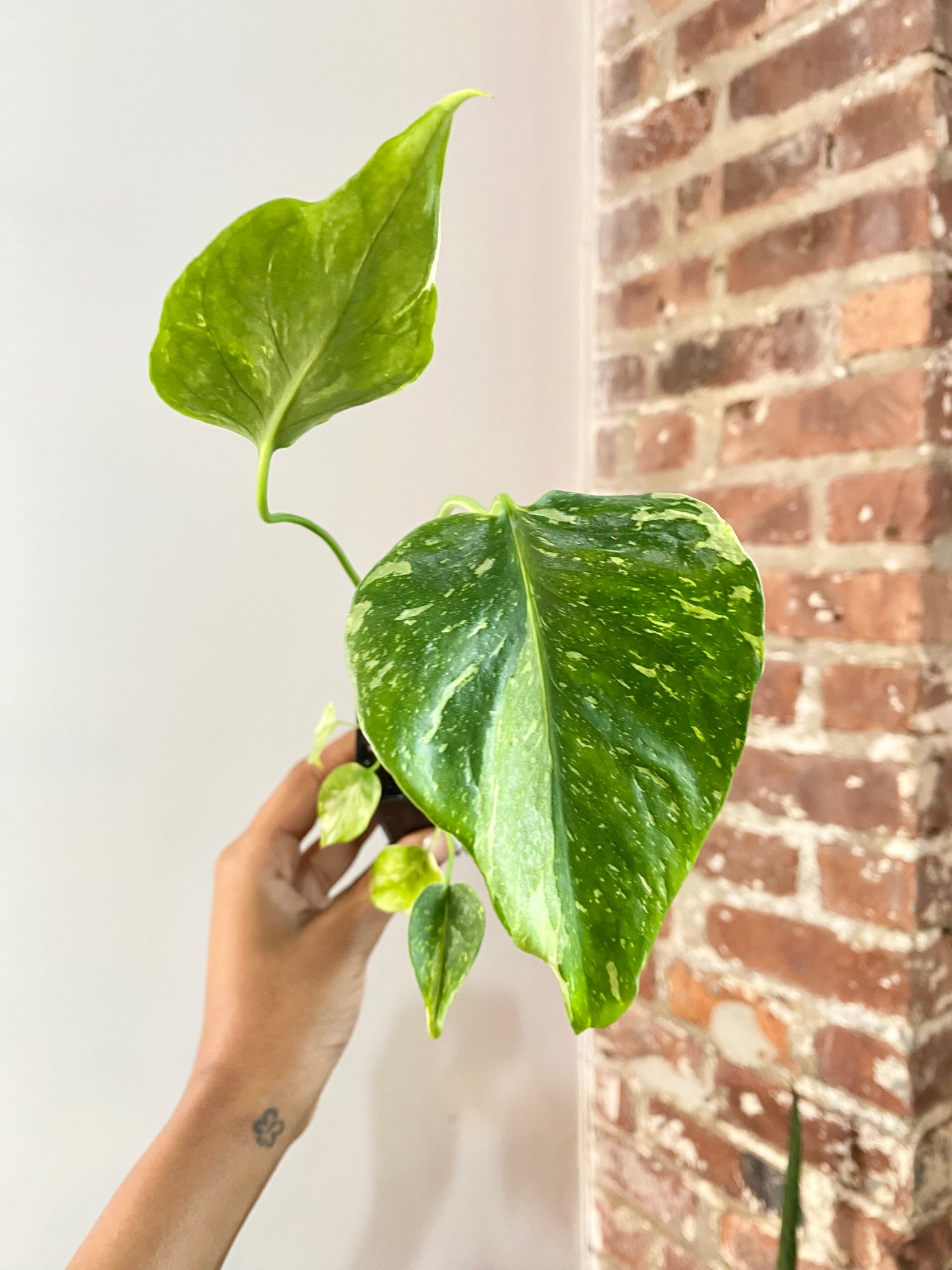 Monstera Electrolyte (Potted) 4733